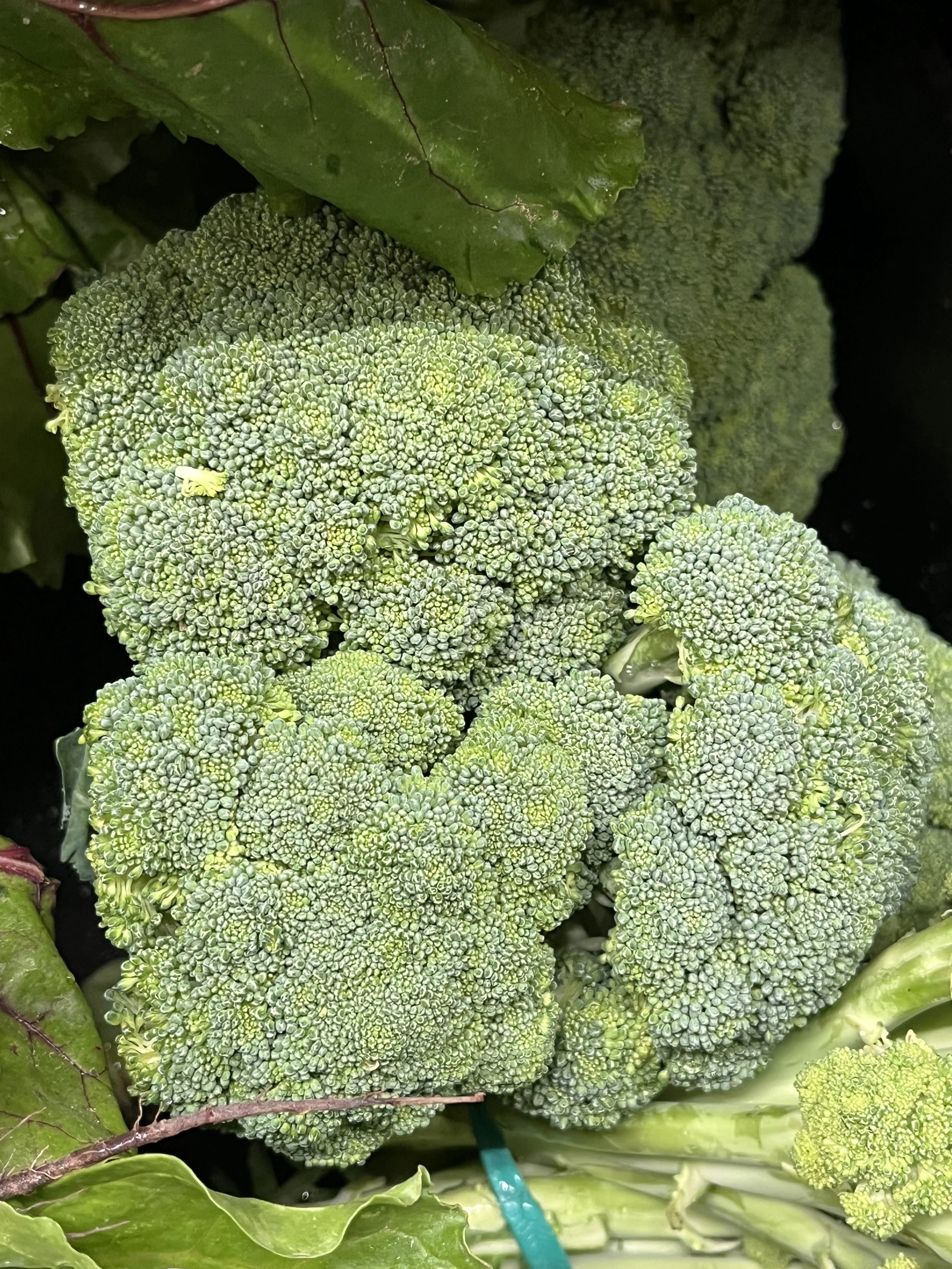 Broccoli.jpeg