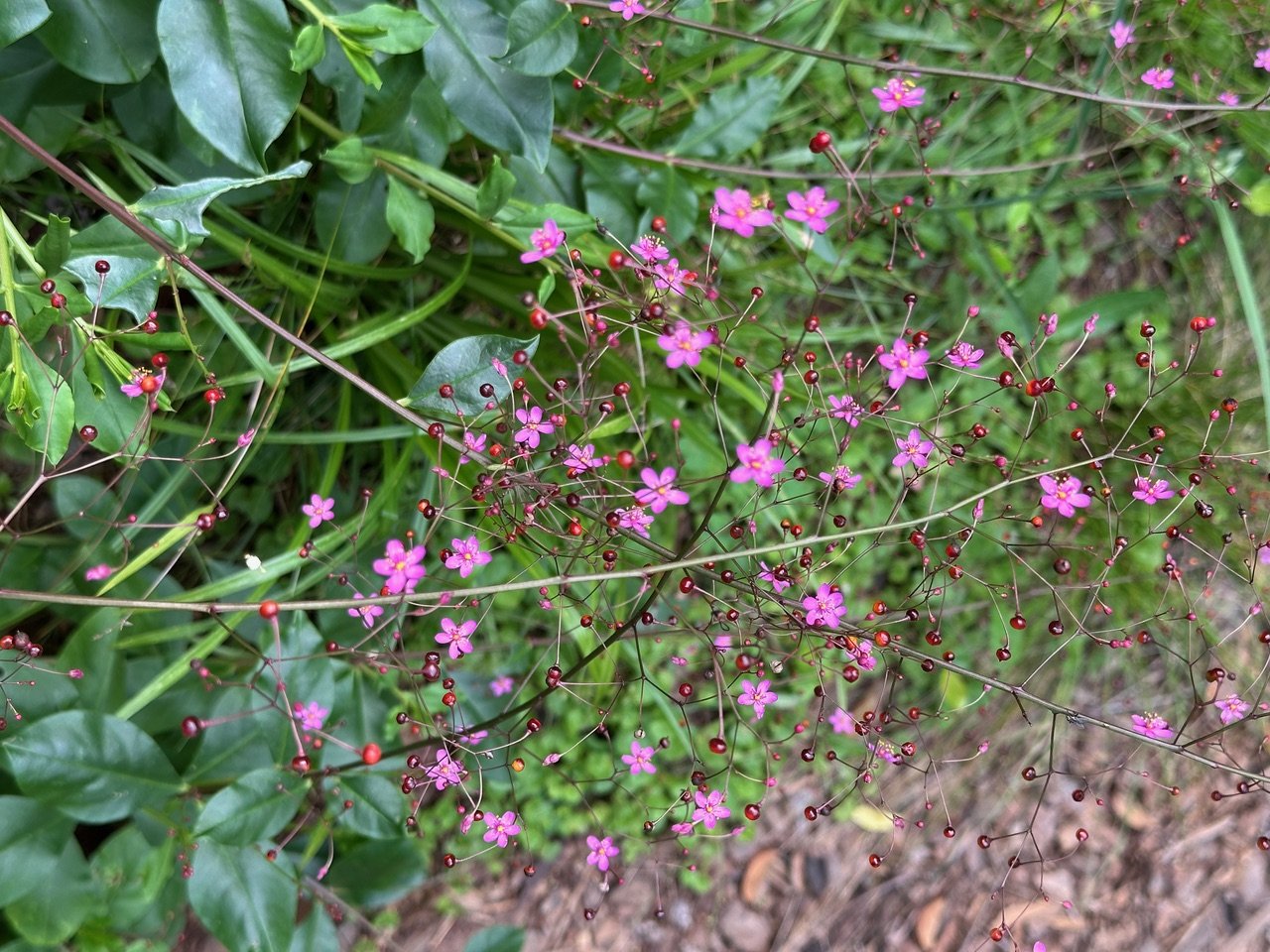 jewels of opar flowers.jpeg