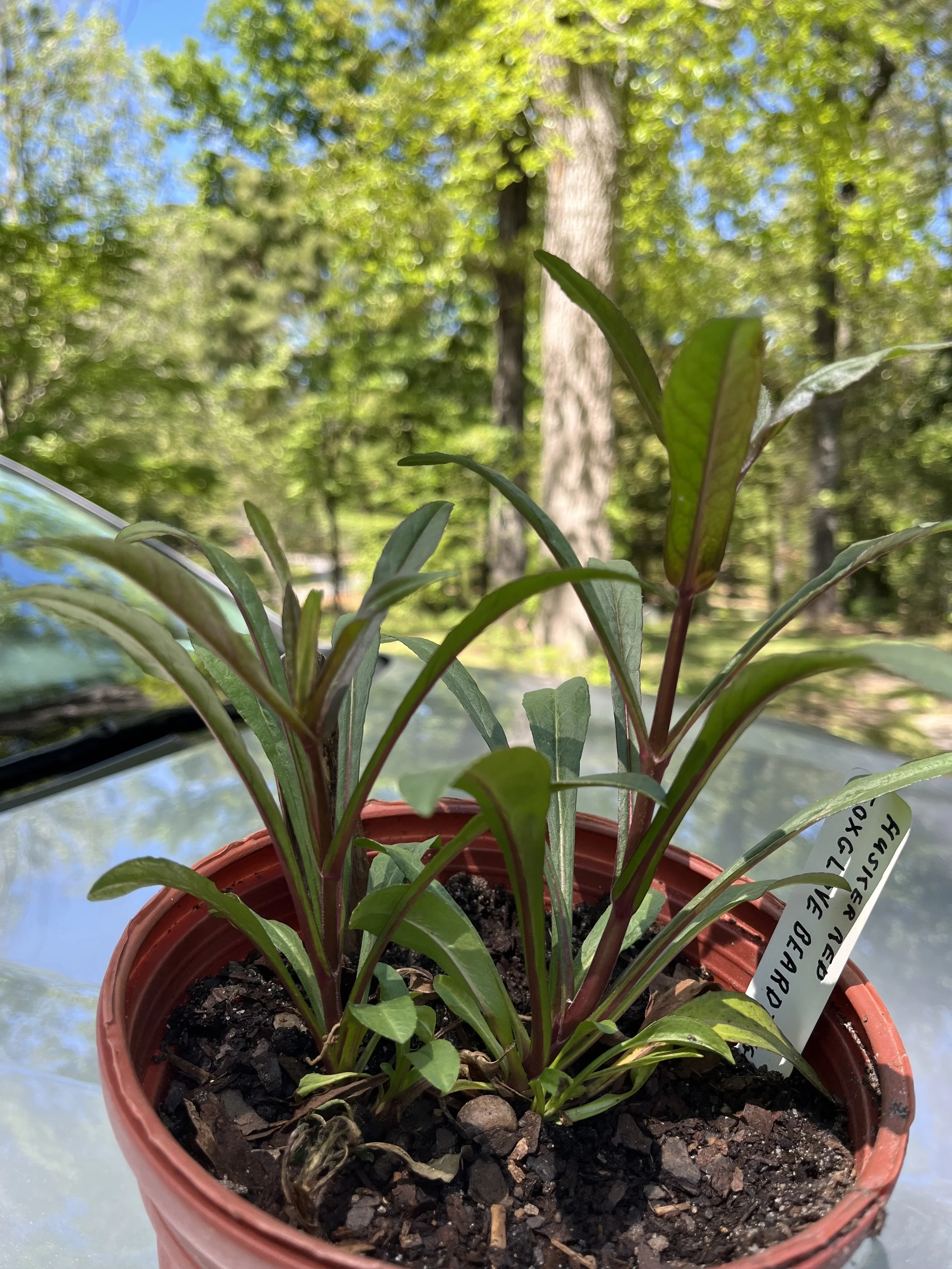 Foxglove Beardtongue ‘Husker Red’