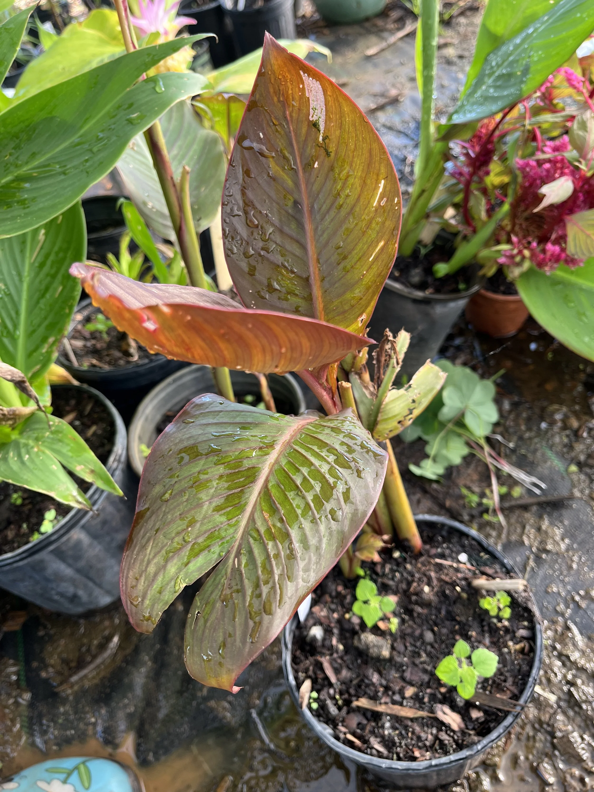 Canna, Red Leaf.jpeg