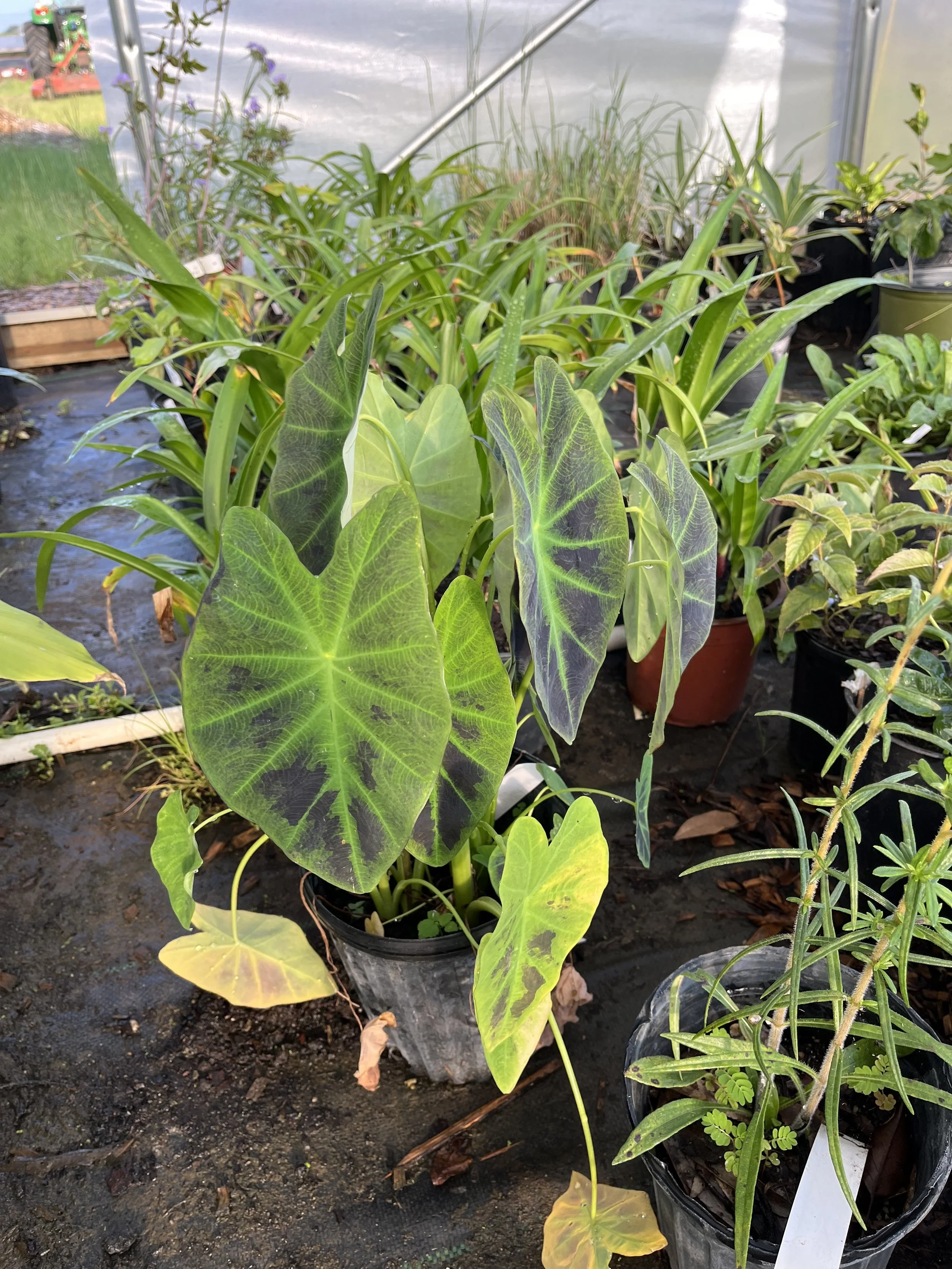 Elephant ear.jpeg