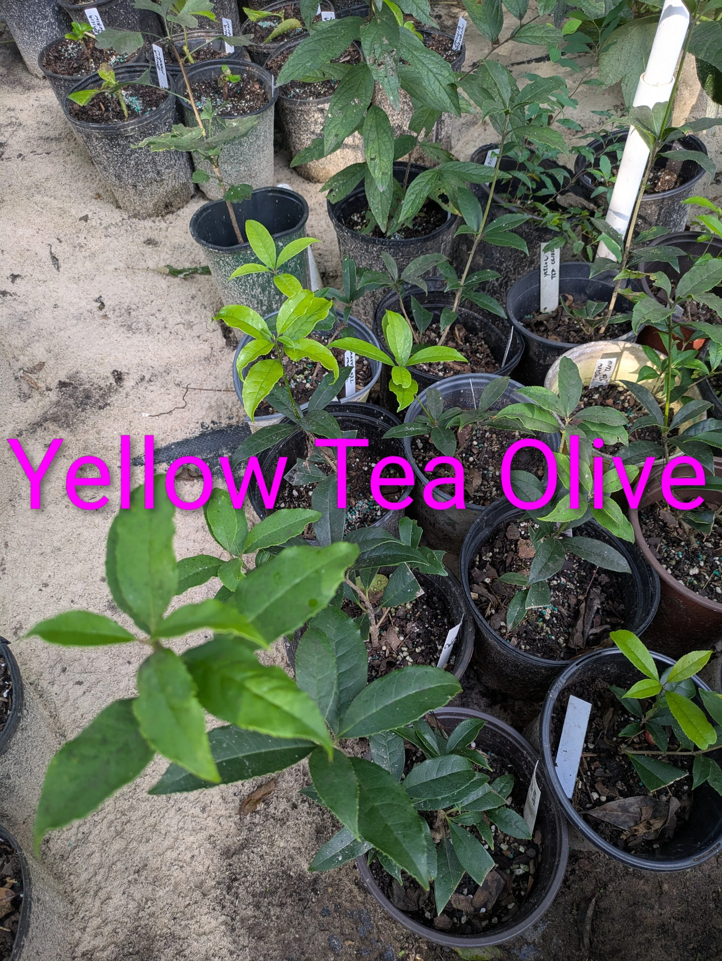 Yellow Tea Olive