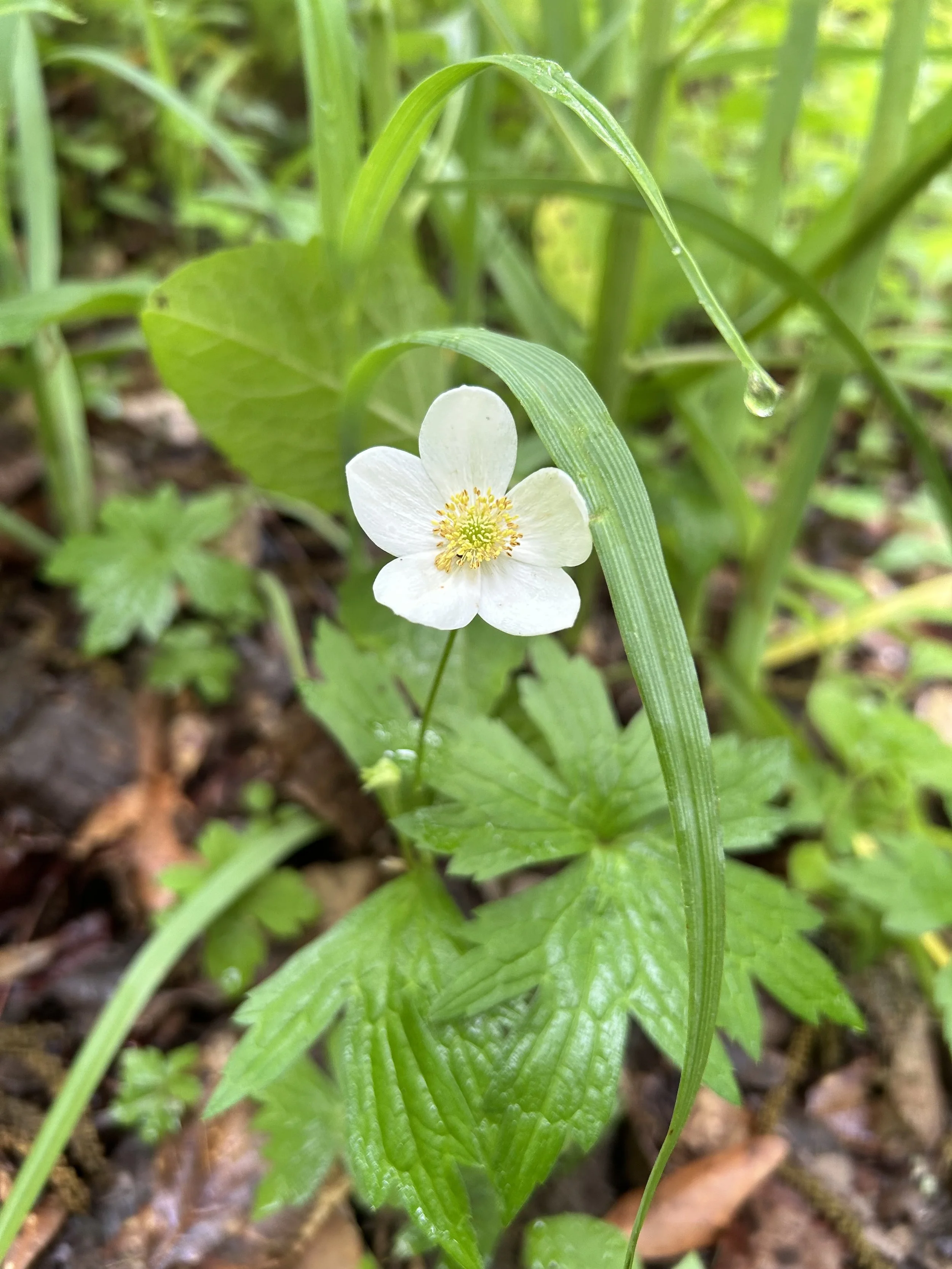 Wood Anemone .jpeg