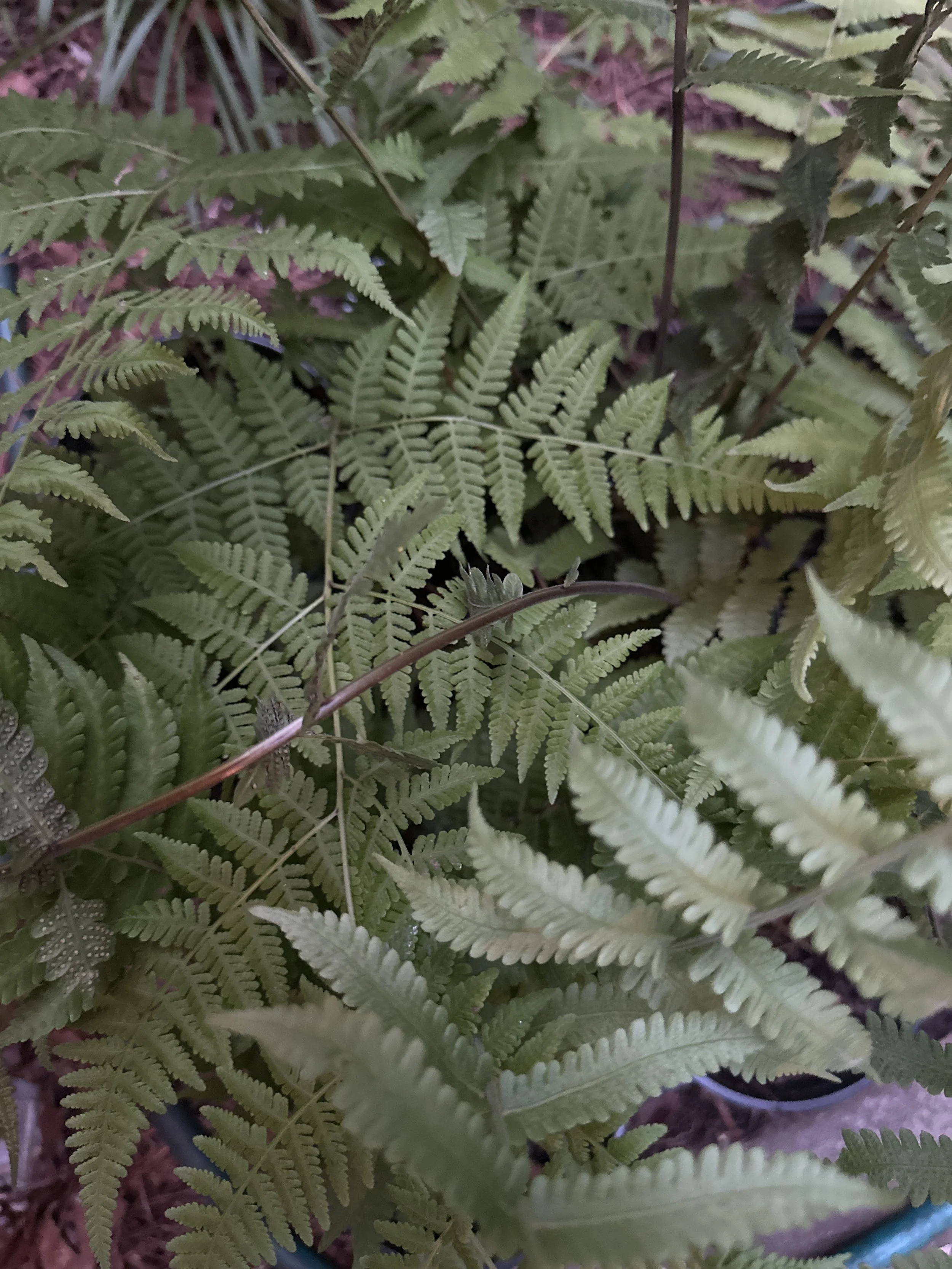 Wood fern/Log fern