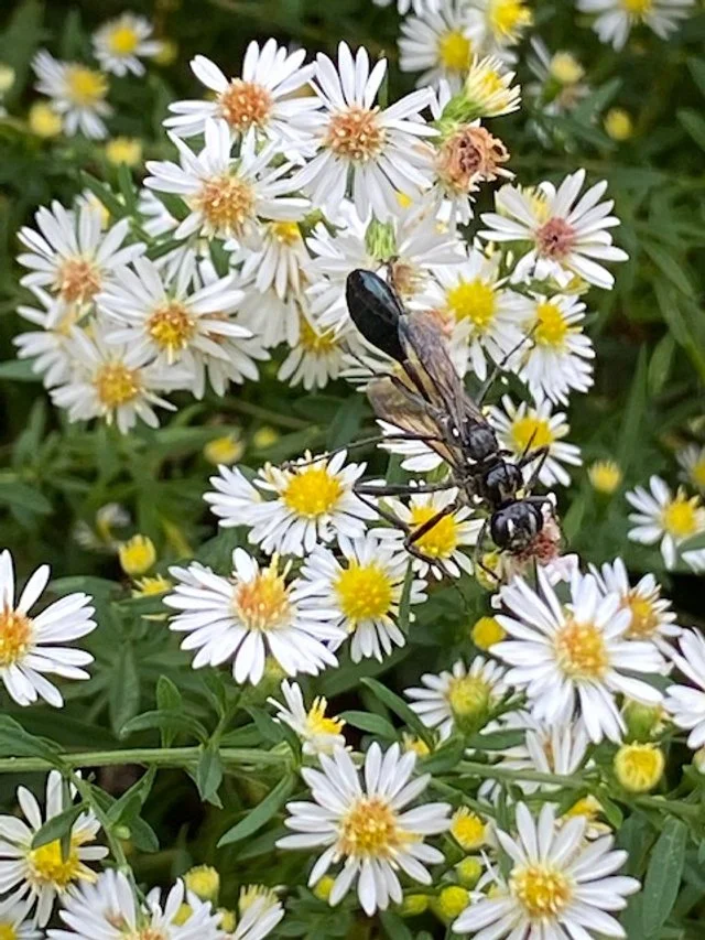 Frost Aster October 2024.JPG