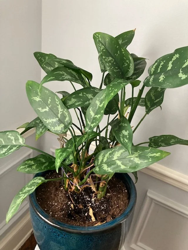 Chinese Evergreen