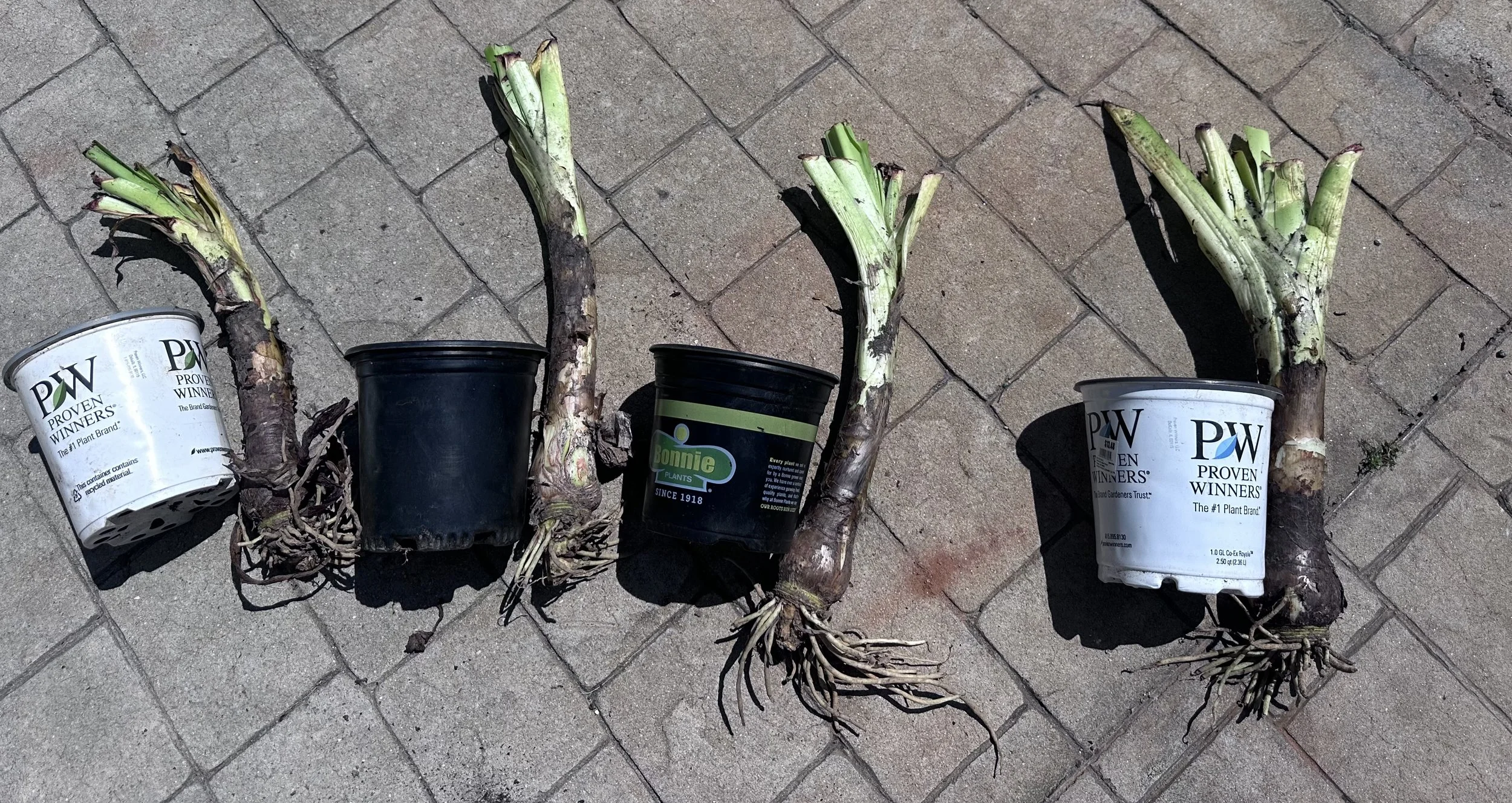 Peruvian daffodils.jpeg