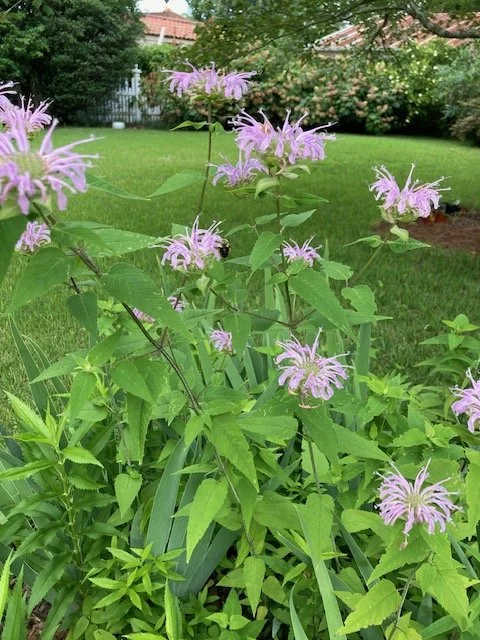 wild bergamot 1.JPG
