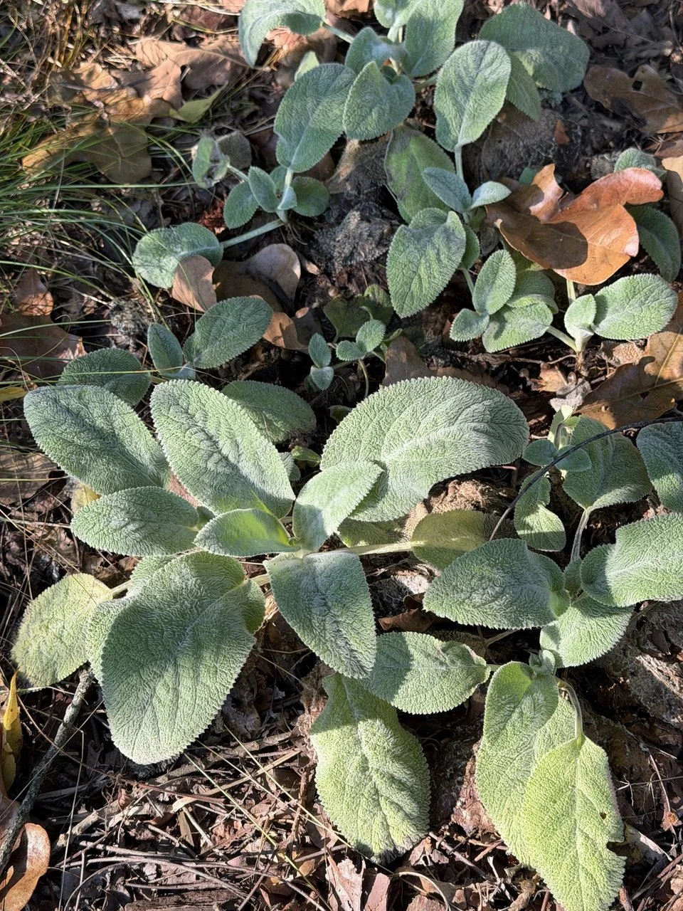 Lamb's Ear.jpeg