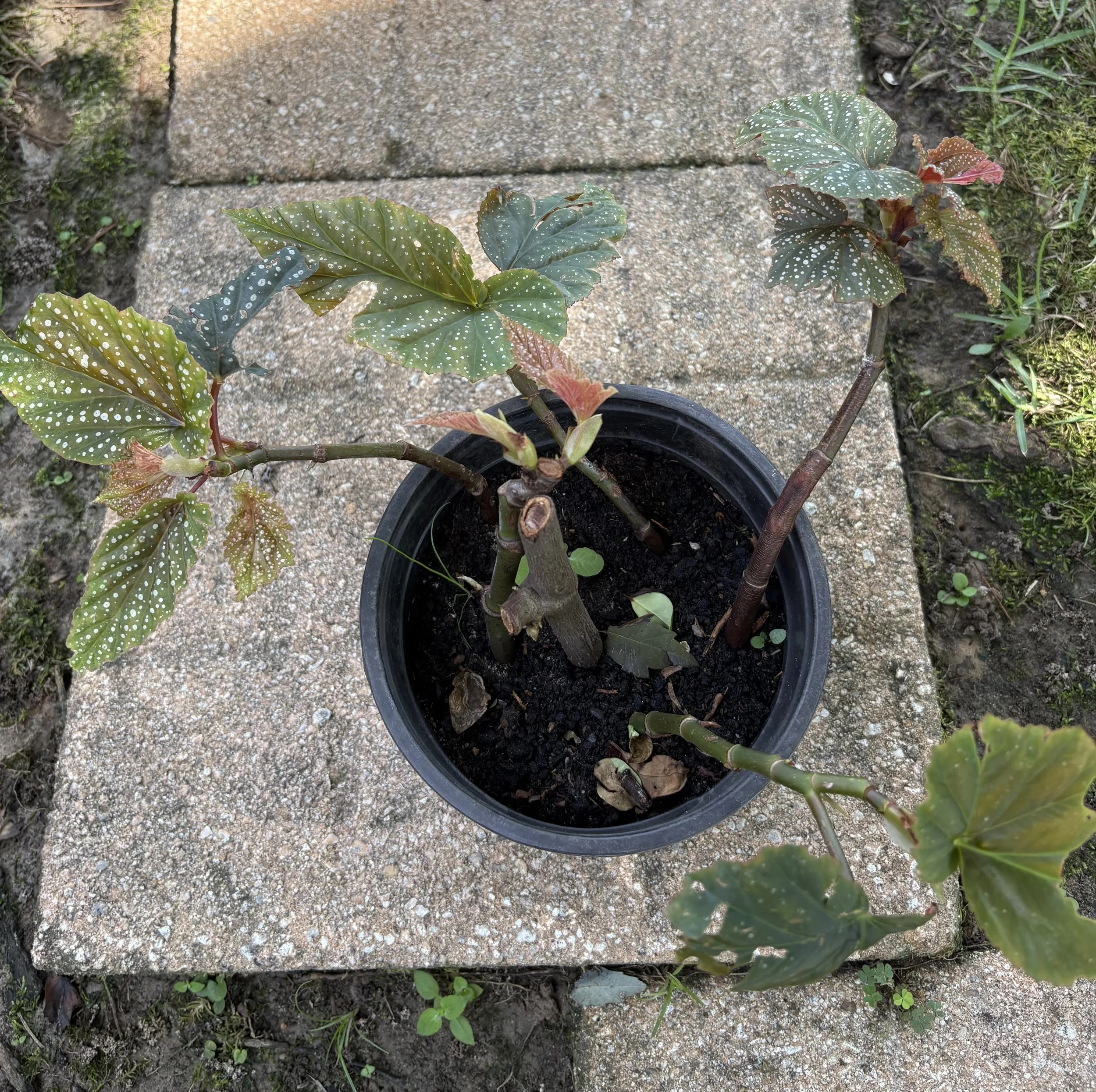 Polka dot begonia.jpeg