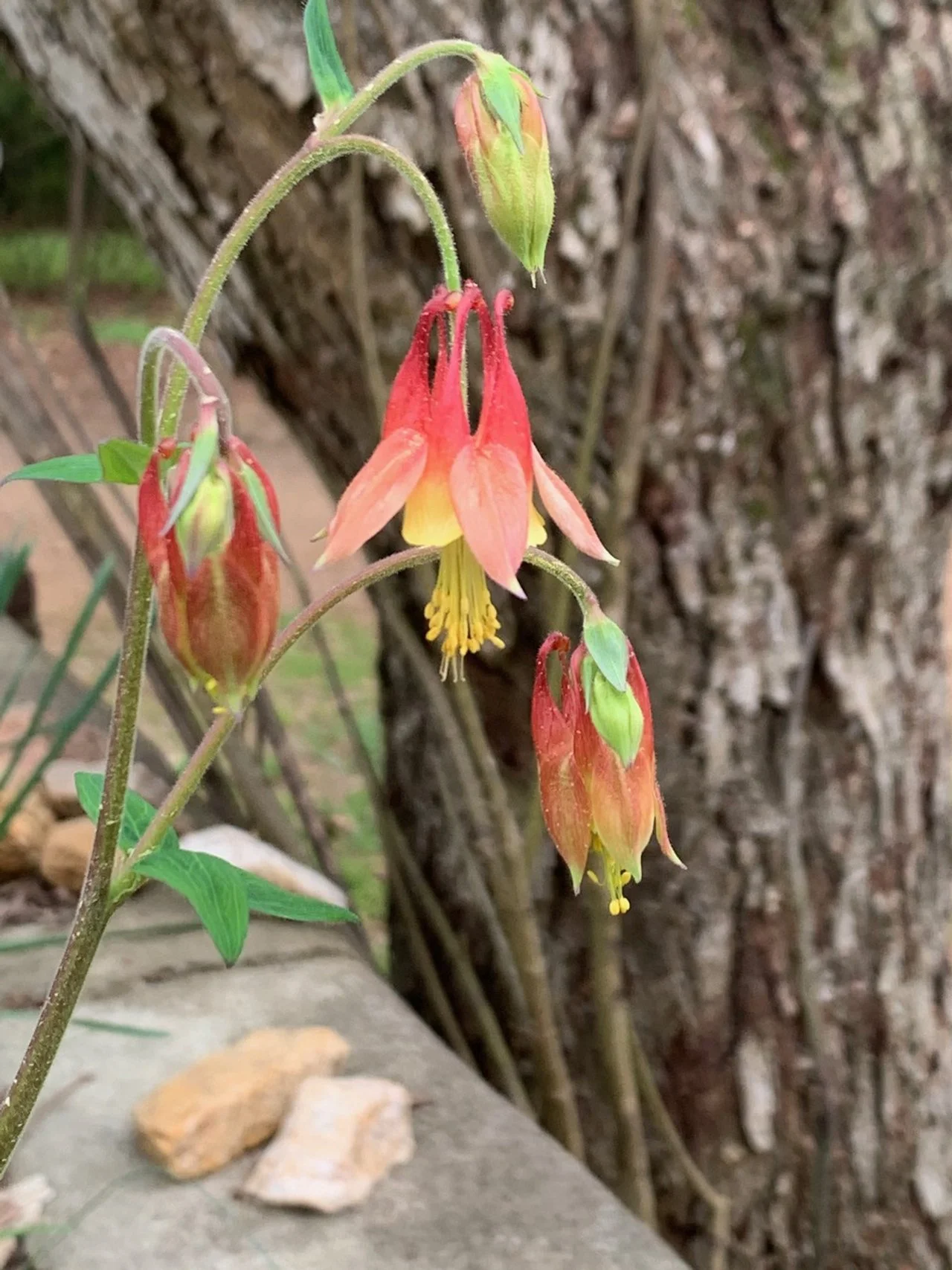 native columbine close.jpeg
