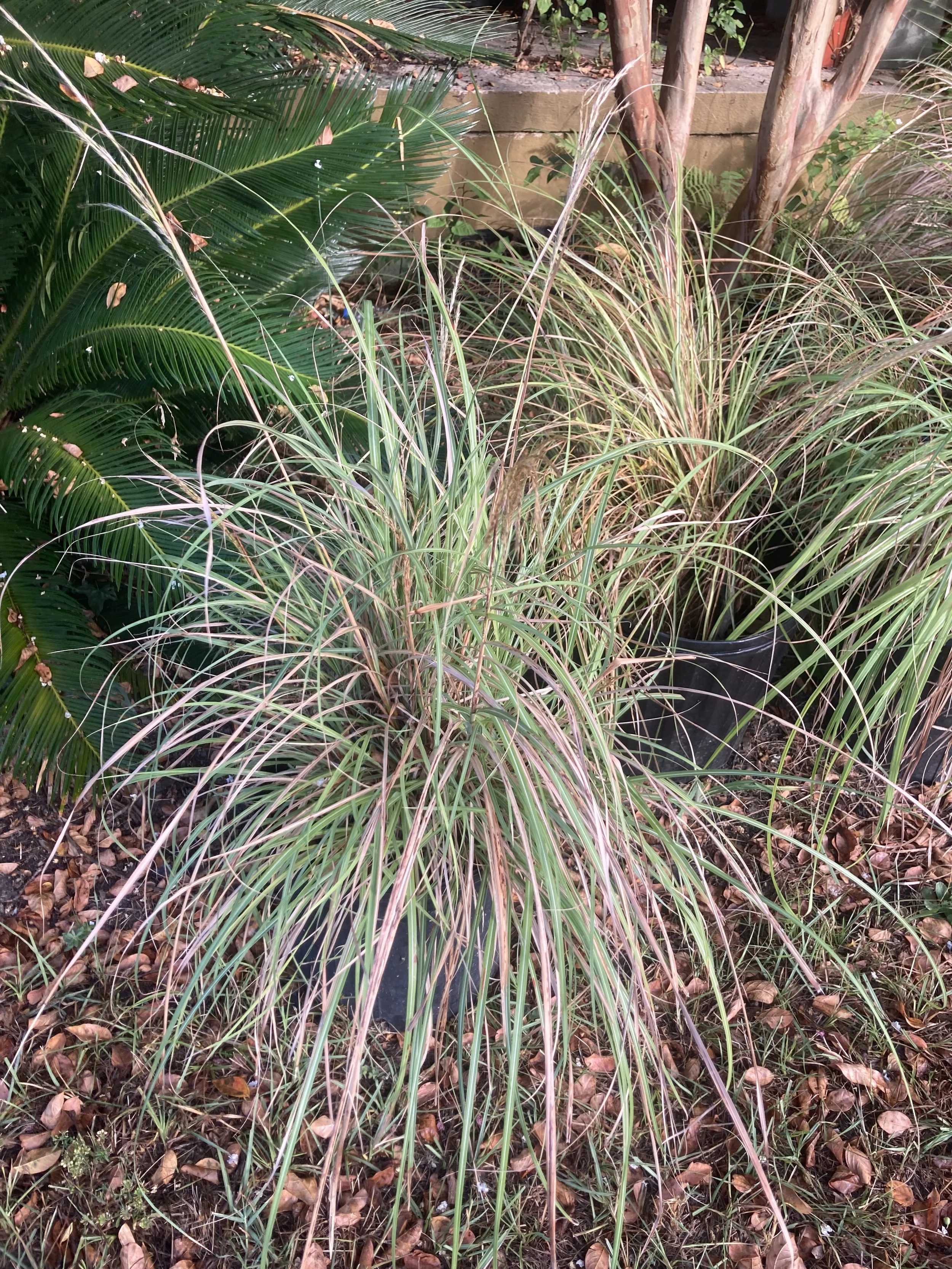Oriental fountain grass.jpg