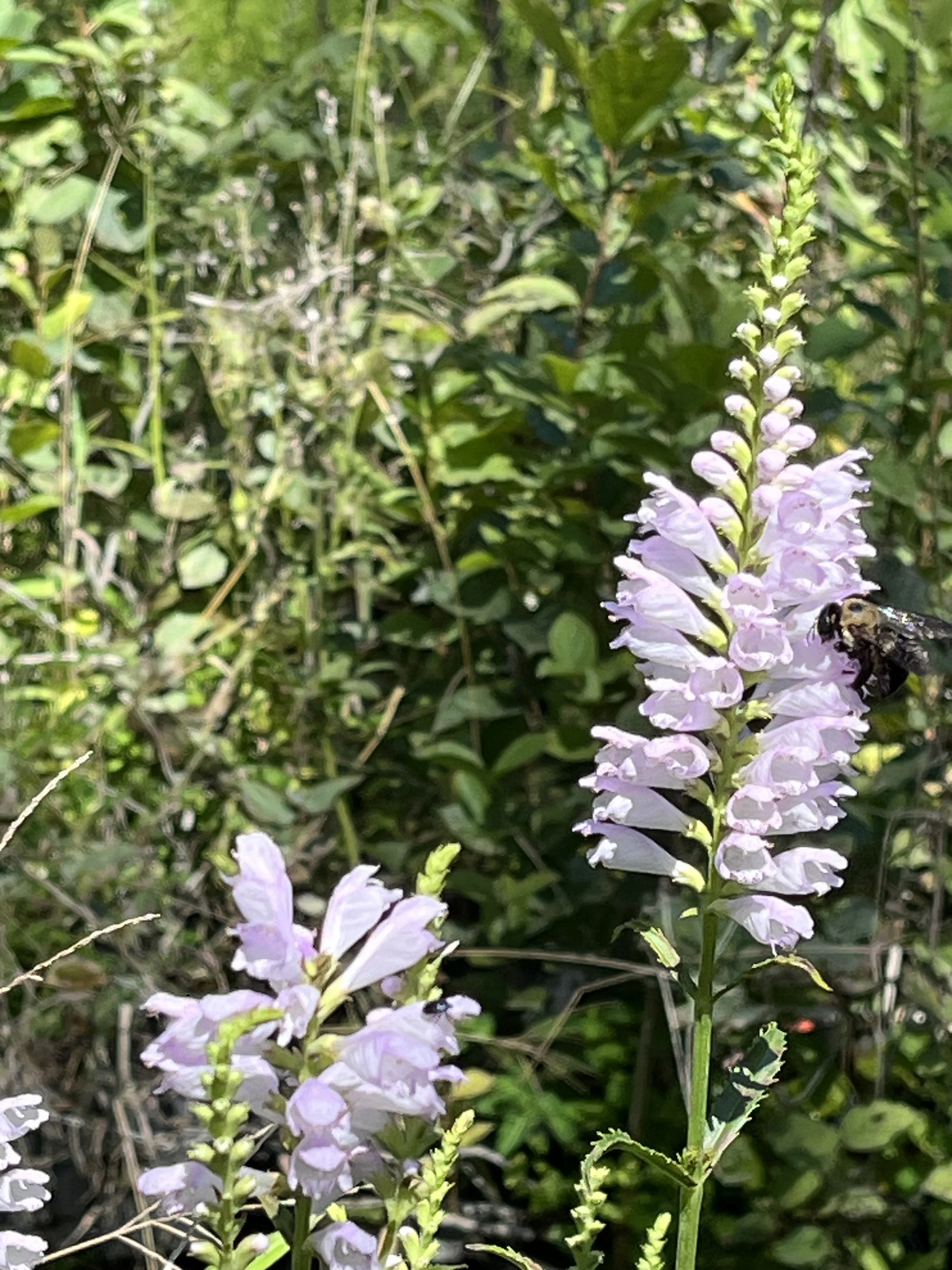 obedient plant, pink.jpeg