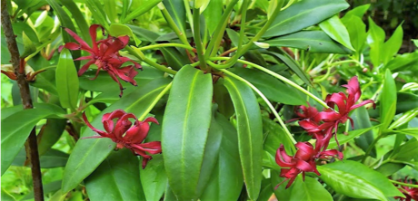 Florida anise.png