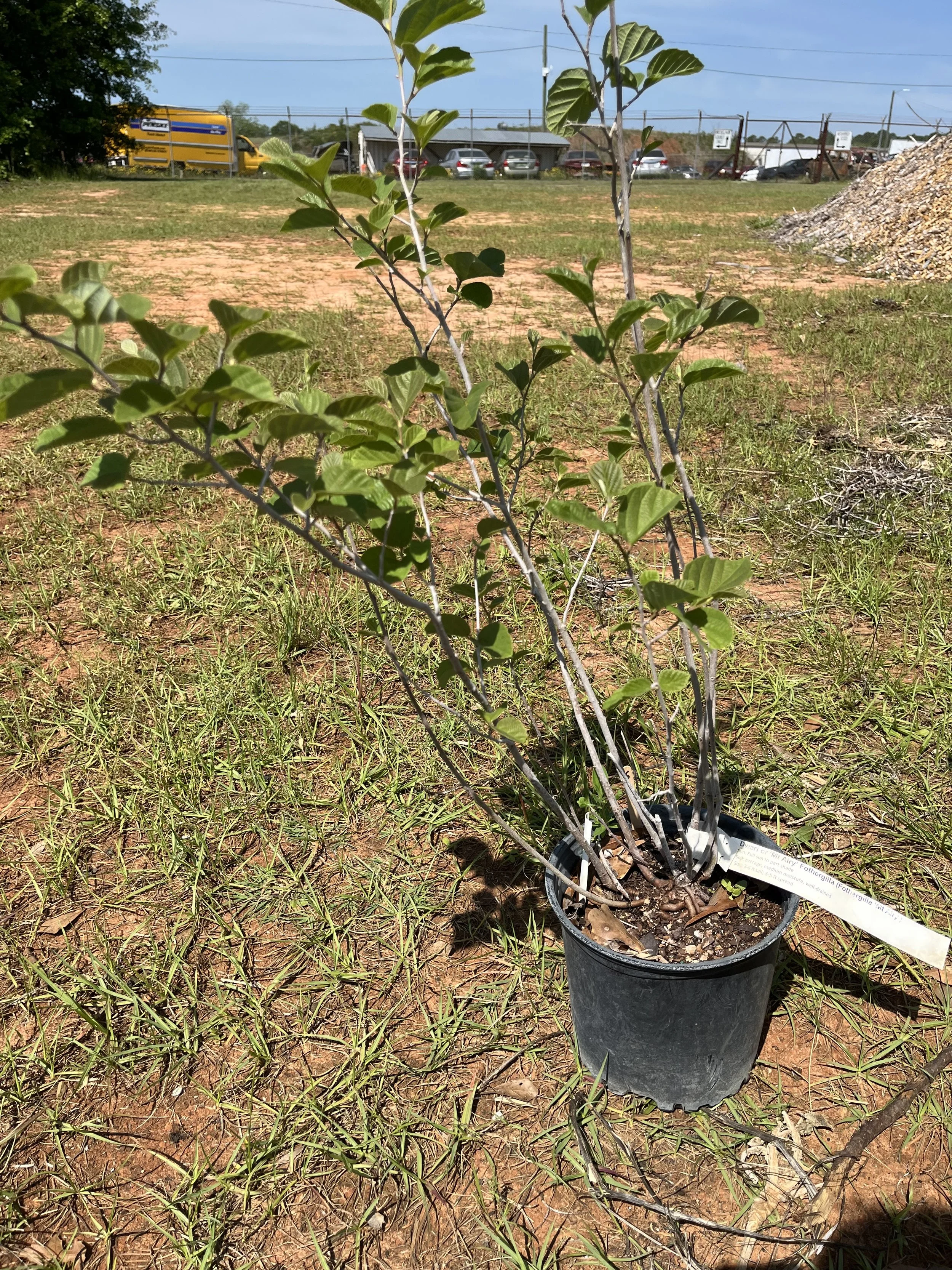 Fothergilla 'Mount Airy'