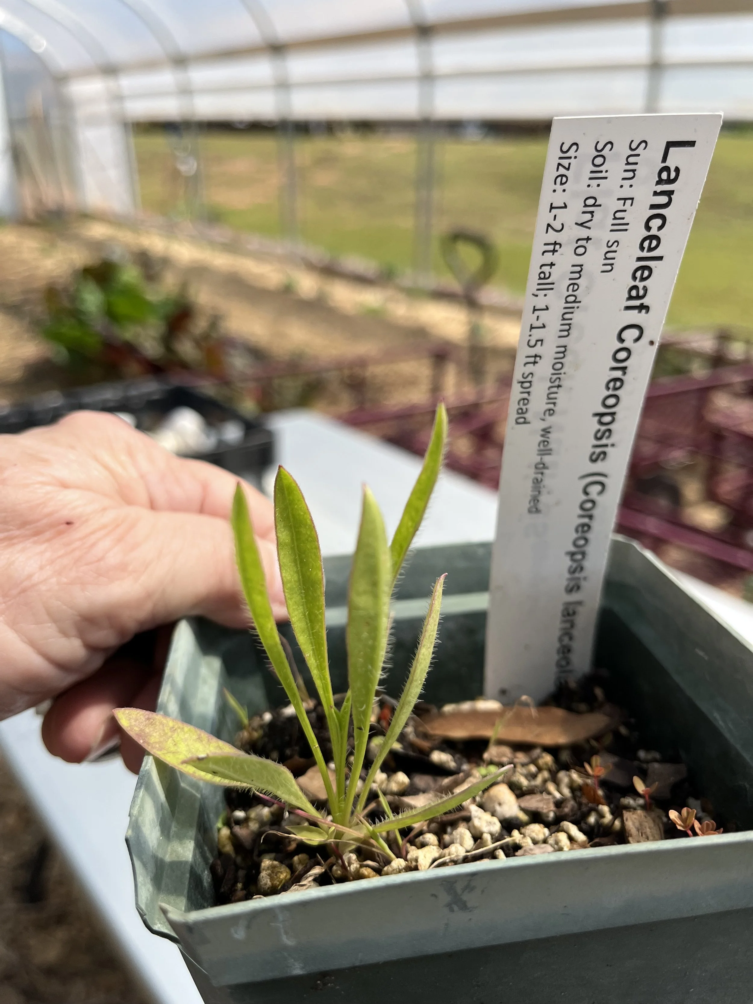 Lanceleaf coreopsis.jpeg