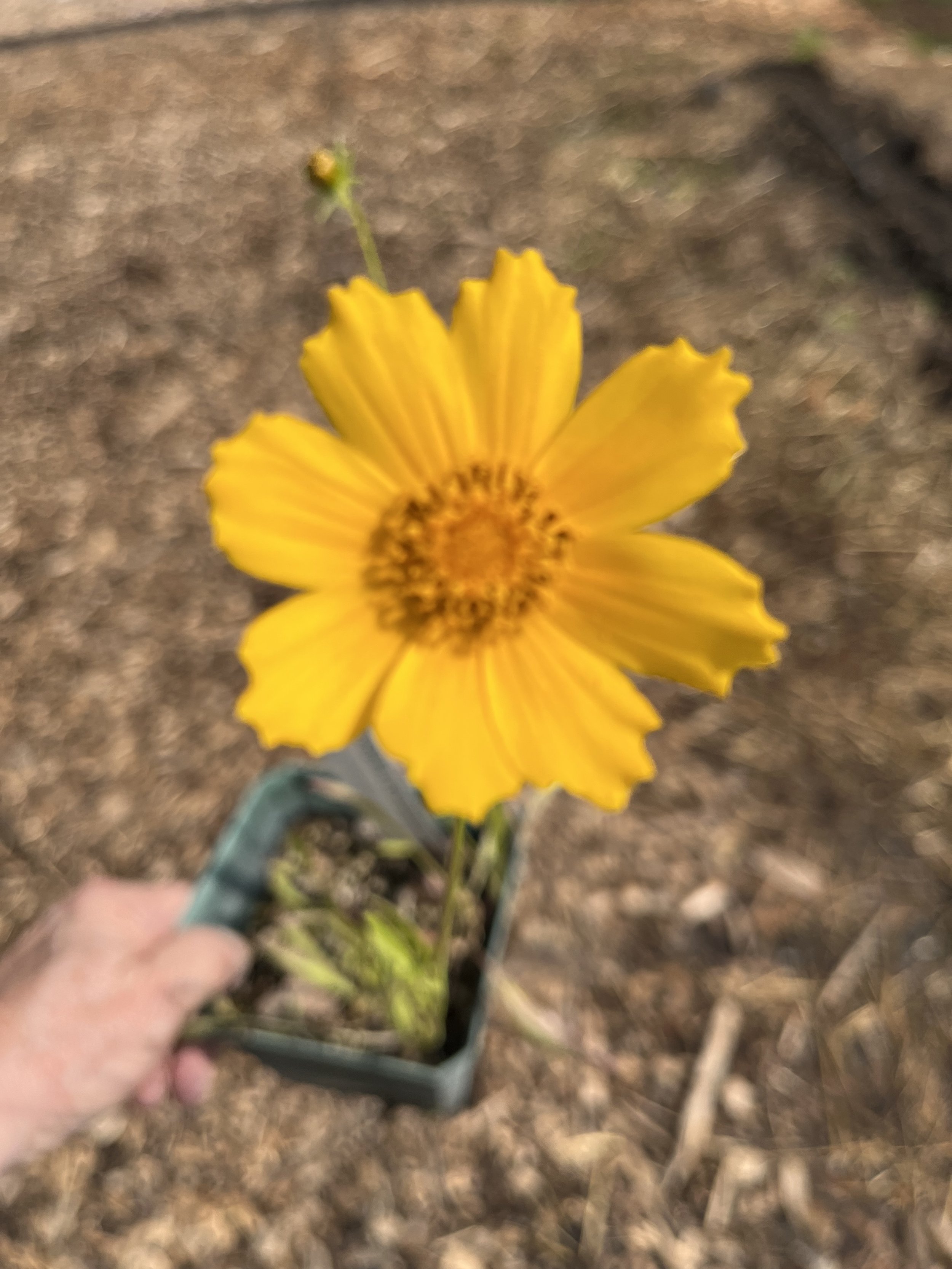 Lanceleaf Coreopsis