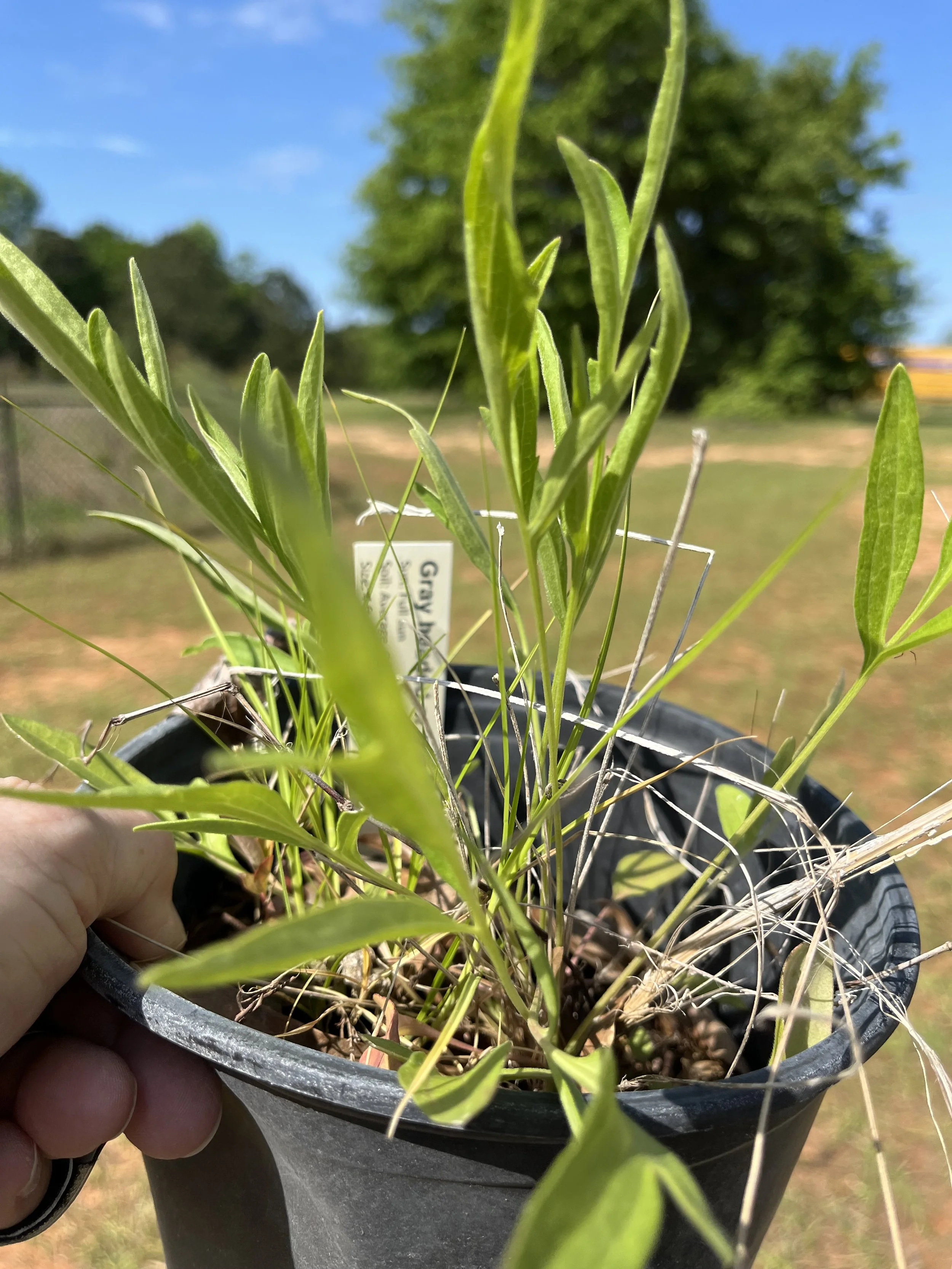 Coneflower, gray headed.jpeg