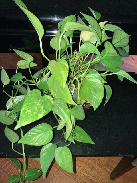 Pothos Harden (2).jpeg