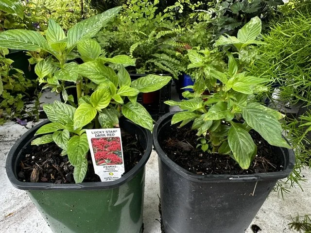 Pentas 'Lucky Star'.jpeg