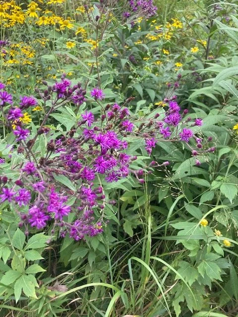 Ironweed.JPG