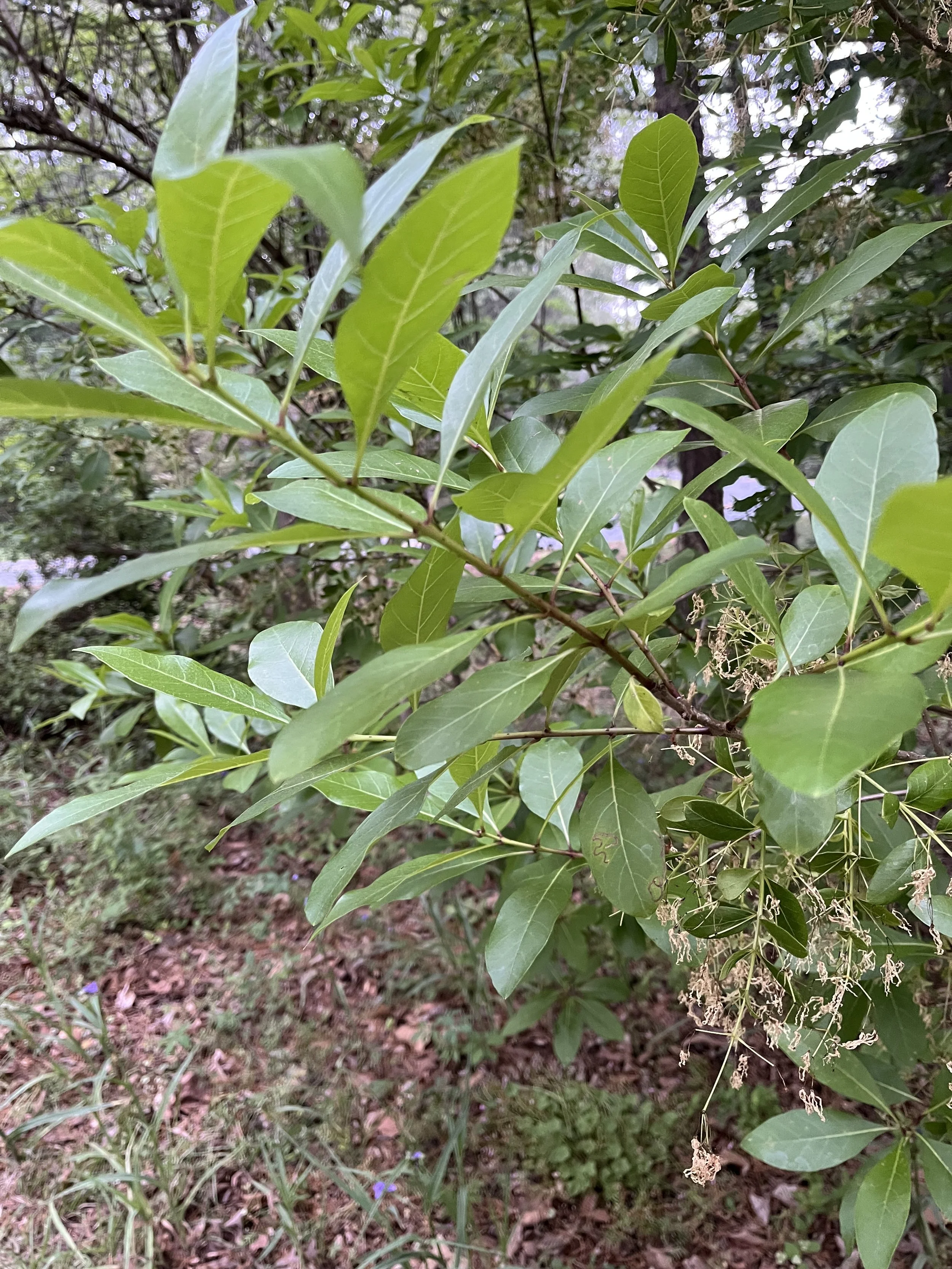 Fringe tree, past bloom.jpeg