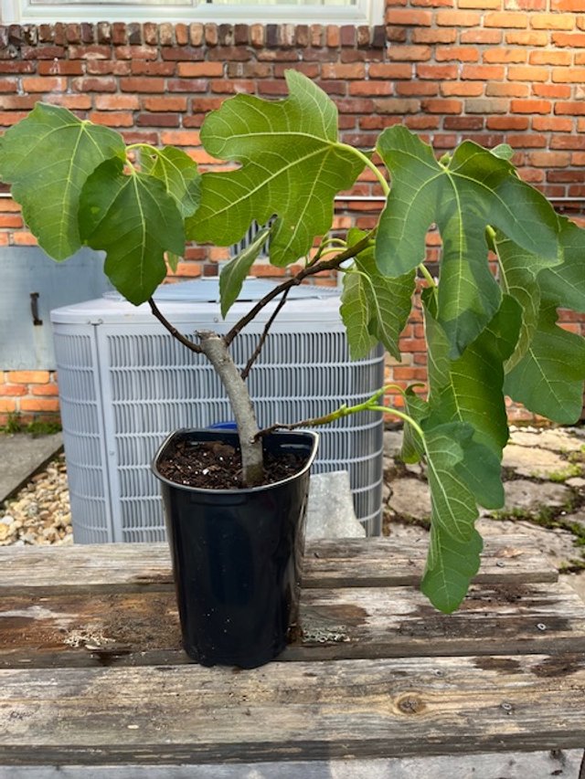 Italian Honey Fig