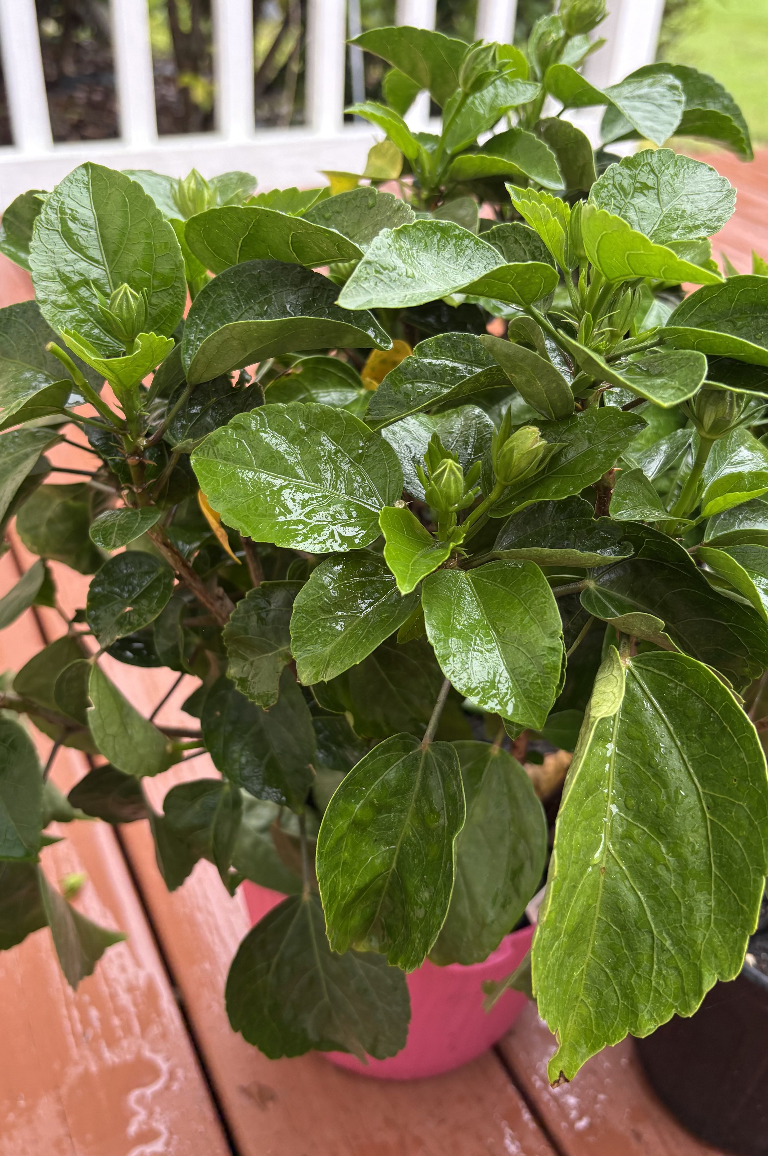 Hibiscus rosa-sinensis.jpeg
