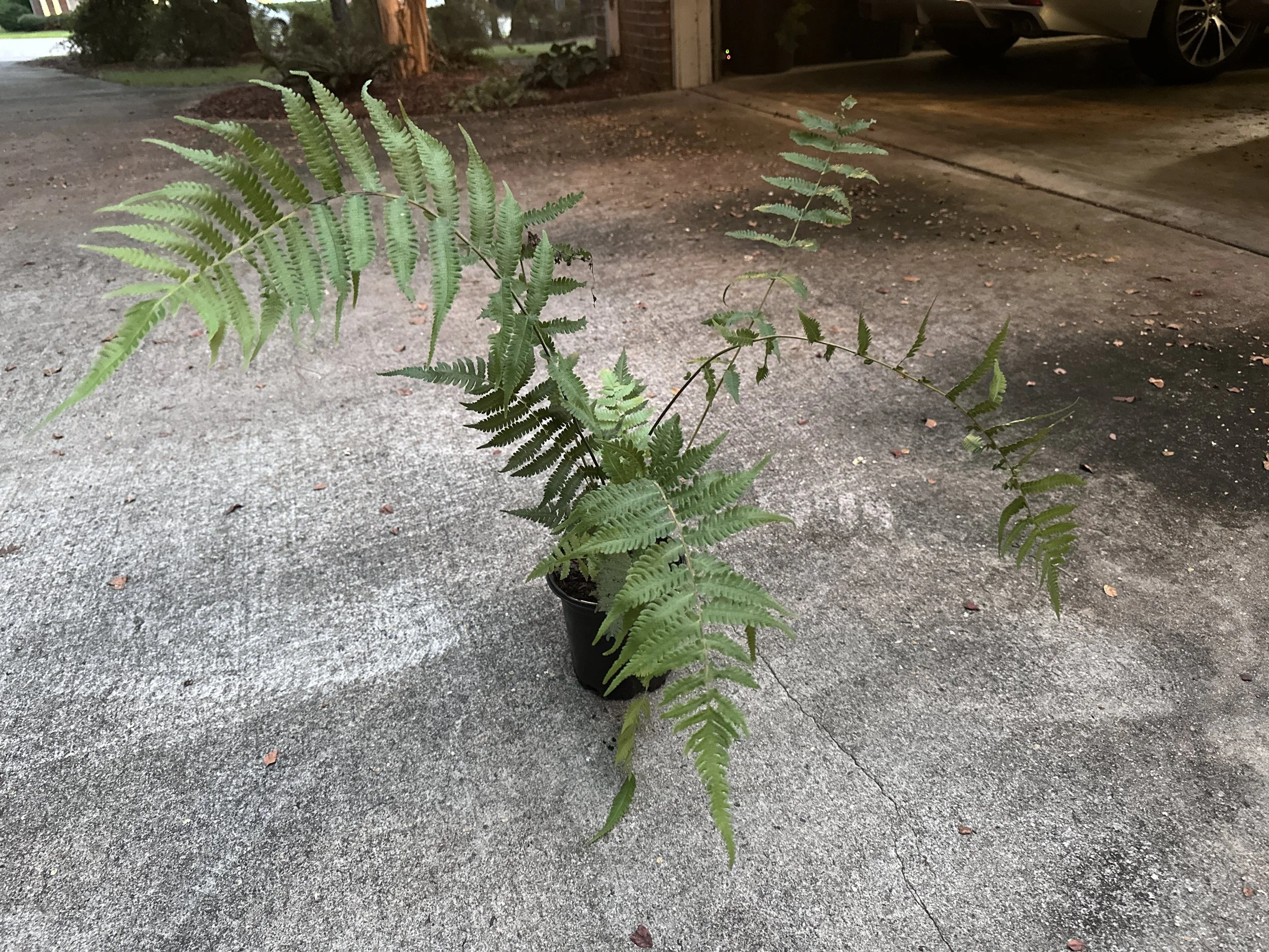 Wood fern or Log fern (2).jpeg