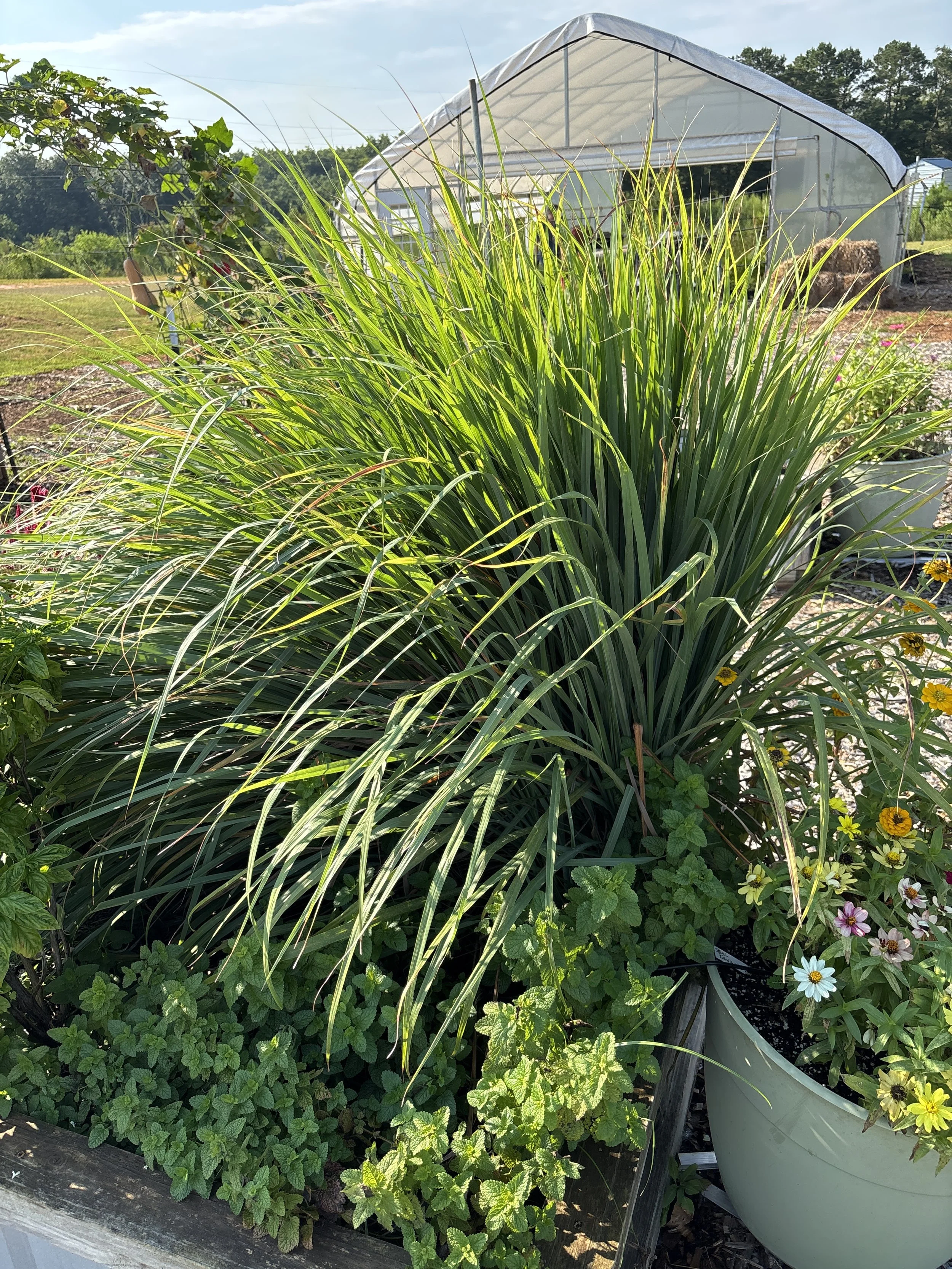 Lemongrass (2).jpeg