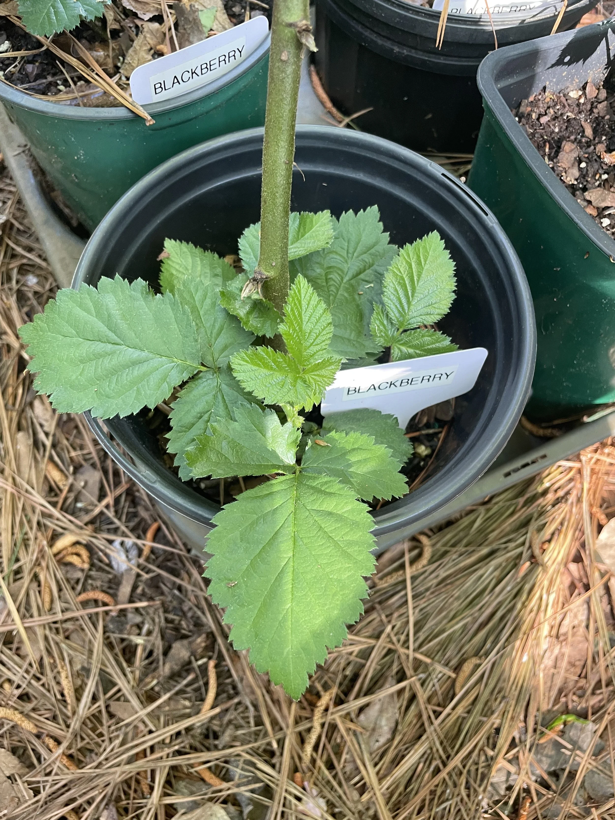 Blackberry, thornless