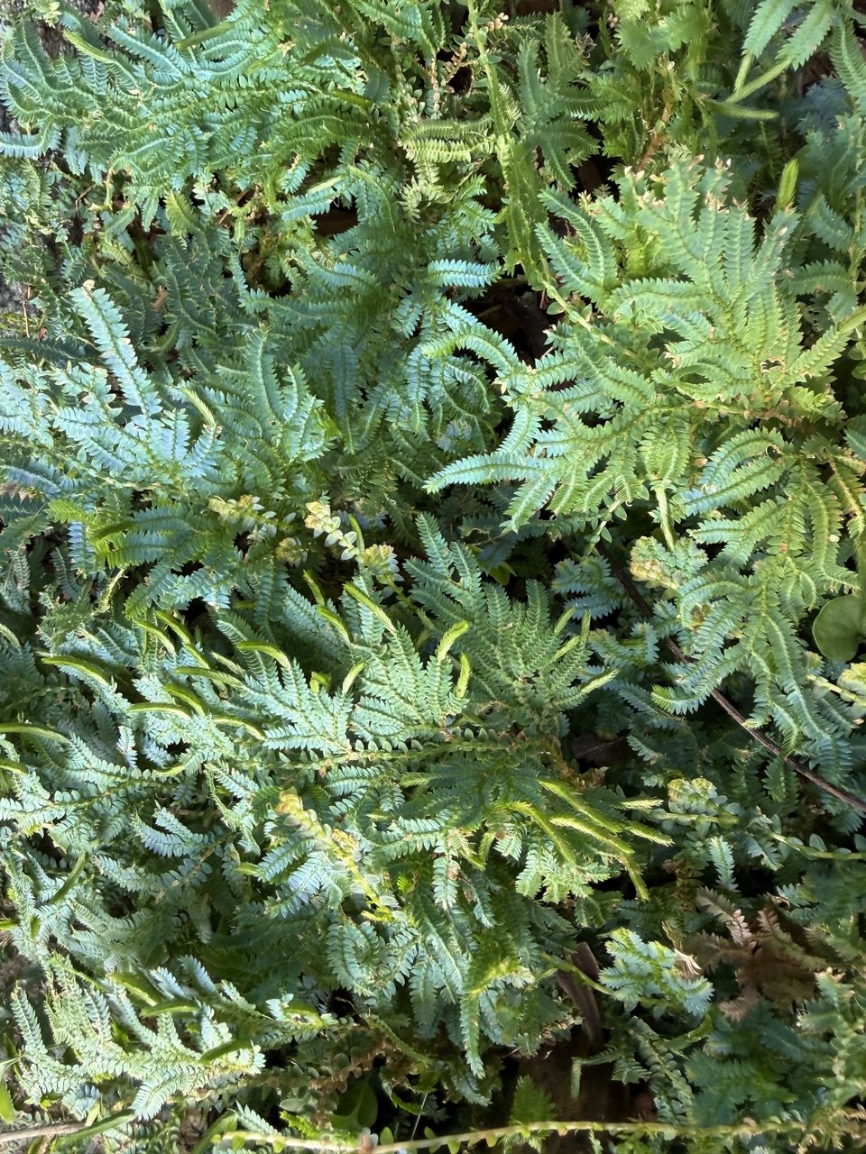 Peacock Moss or Fern, selaginella.jpeg