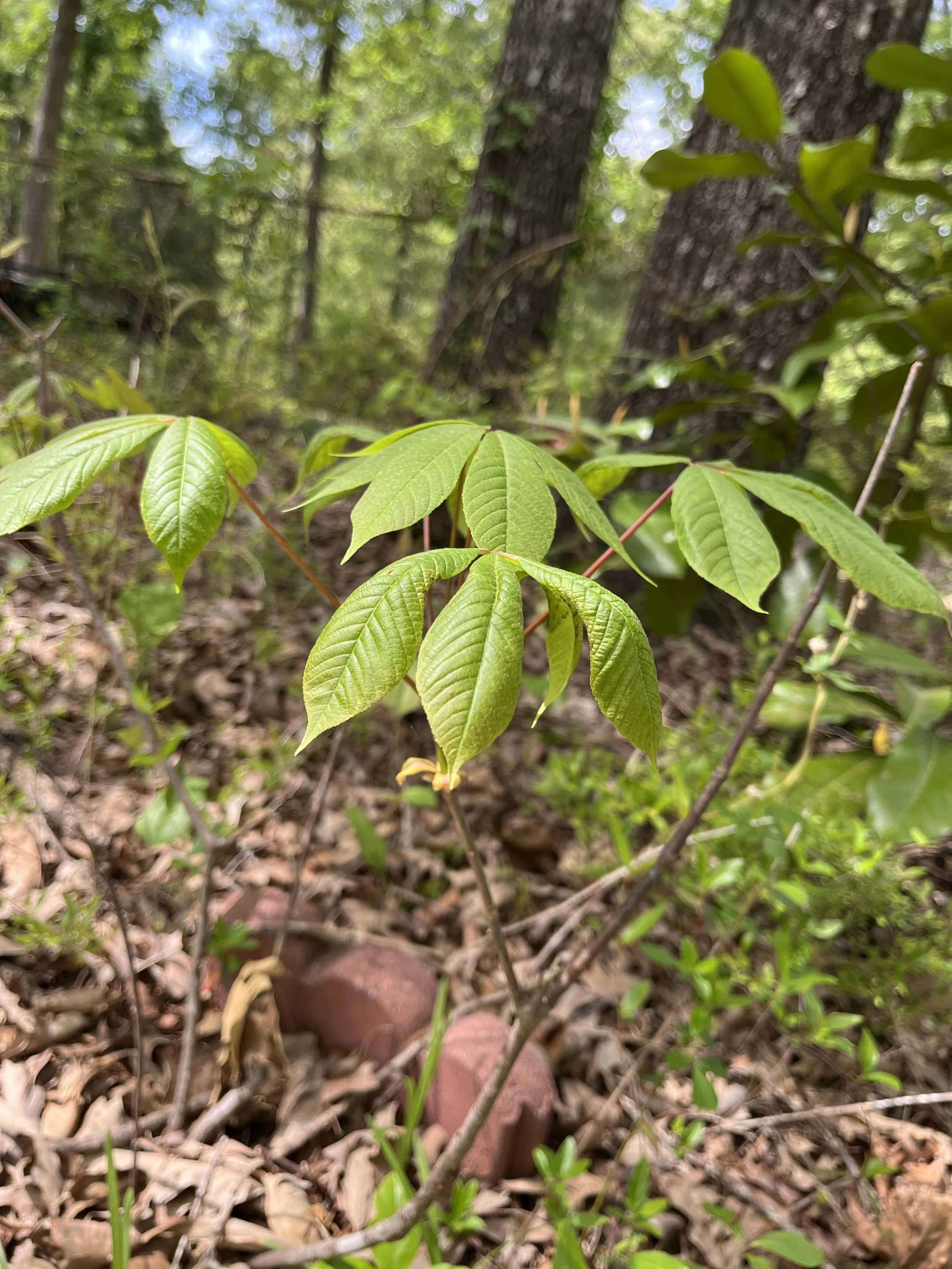 bottlebrush buckeye.jpeg