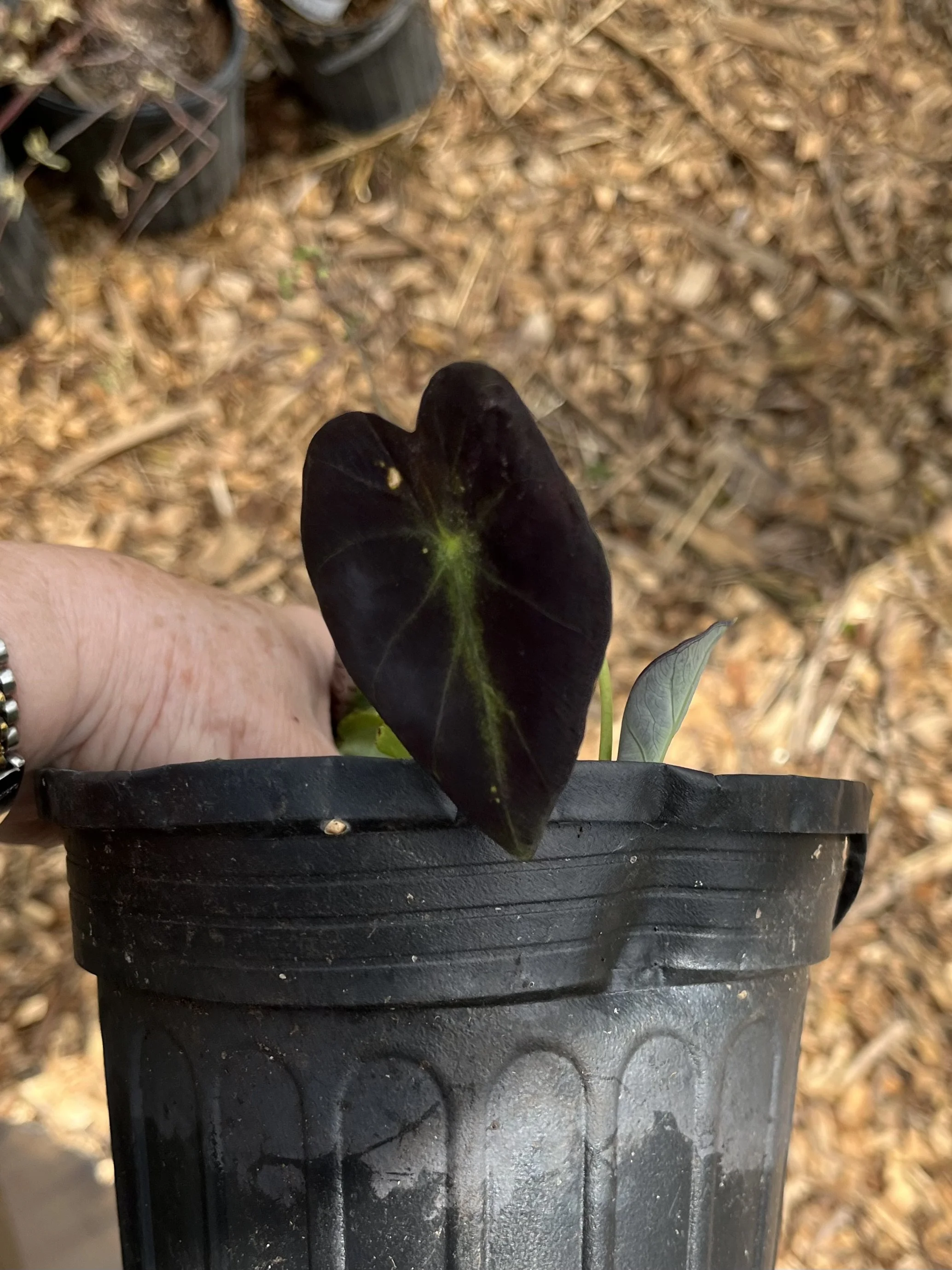 Elephant Ear, dark leaf.jpeg