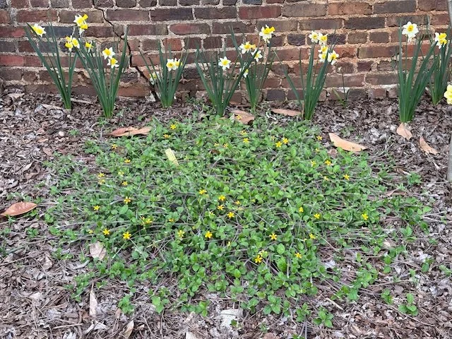 green and gold far.JPEG