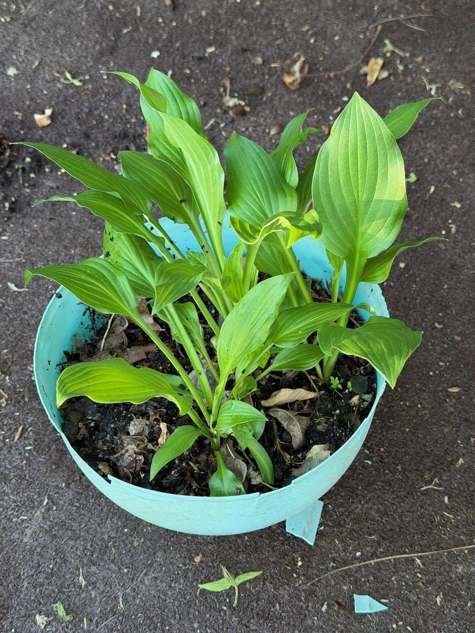 Hosta Becca Gay.jpg