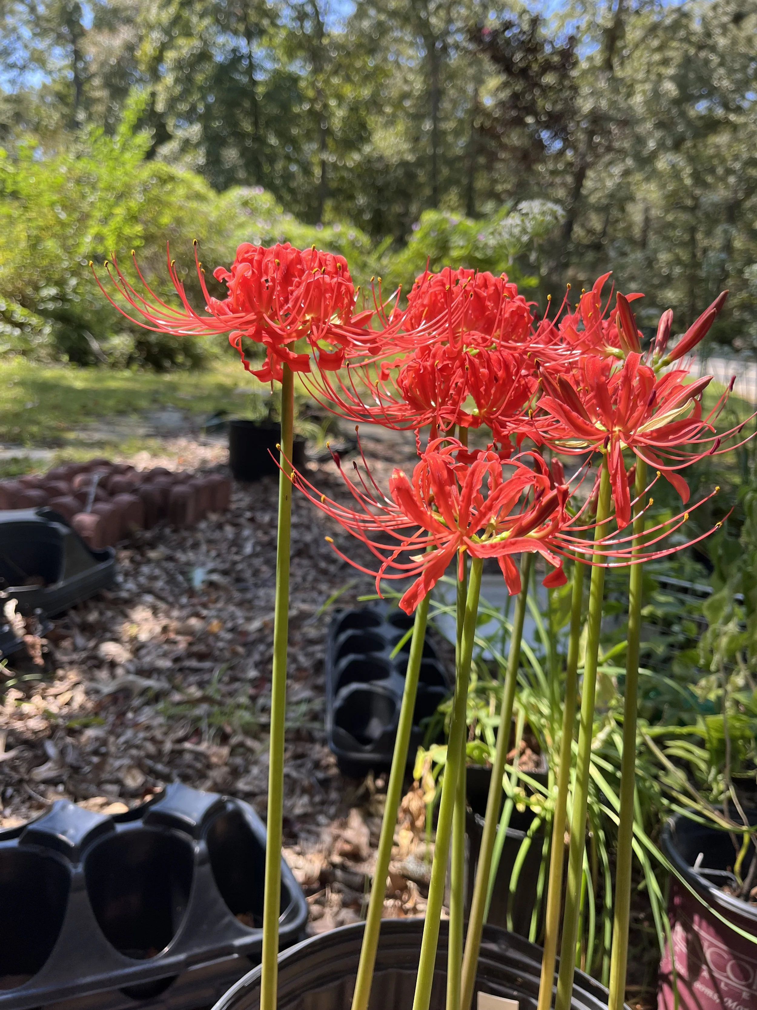 Spider Lily, Red.jpeg