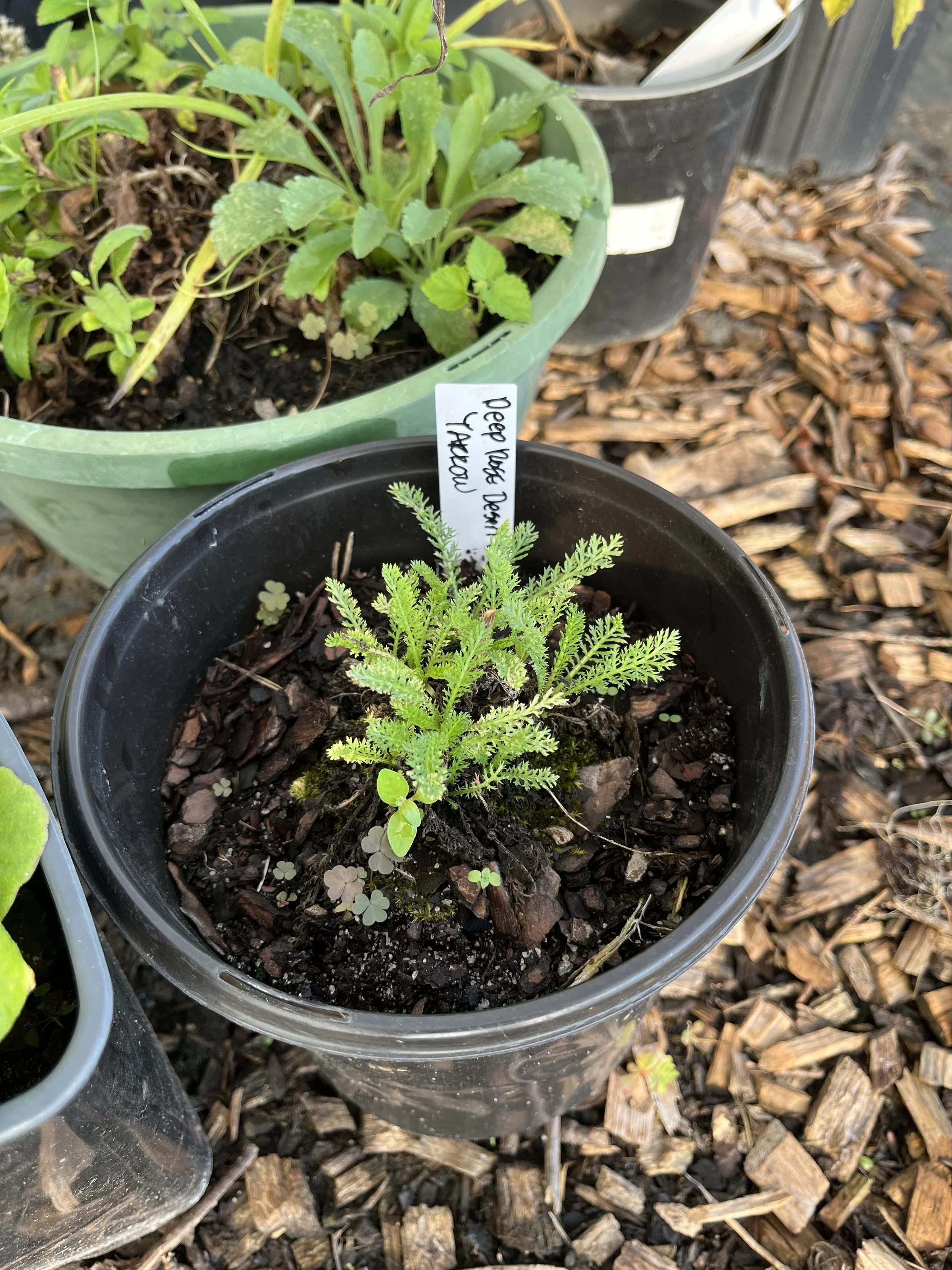 Yarrow ‘Deeprose Desert’