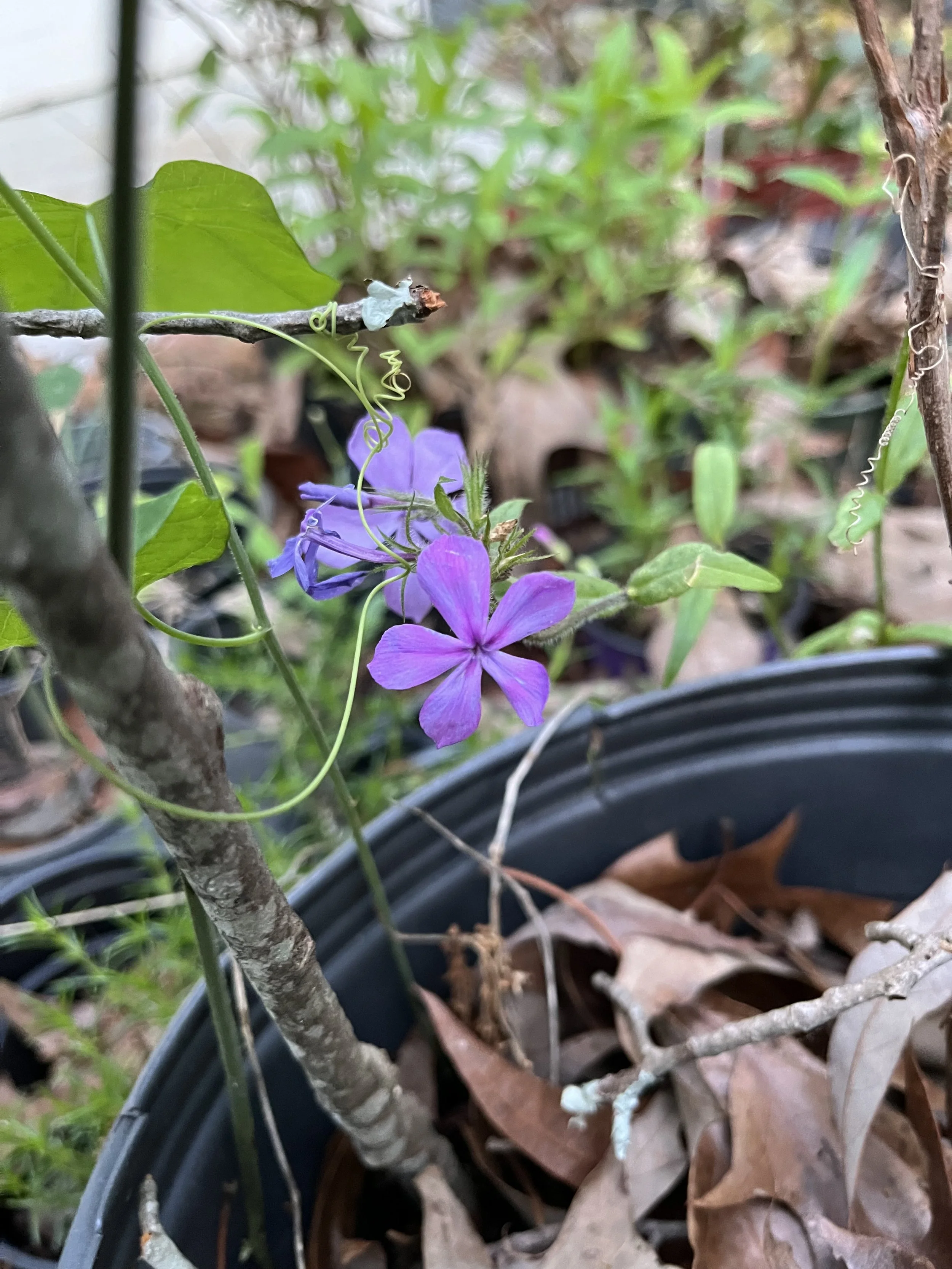 Phlox, unk. sp..jpeg