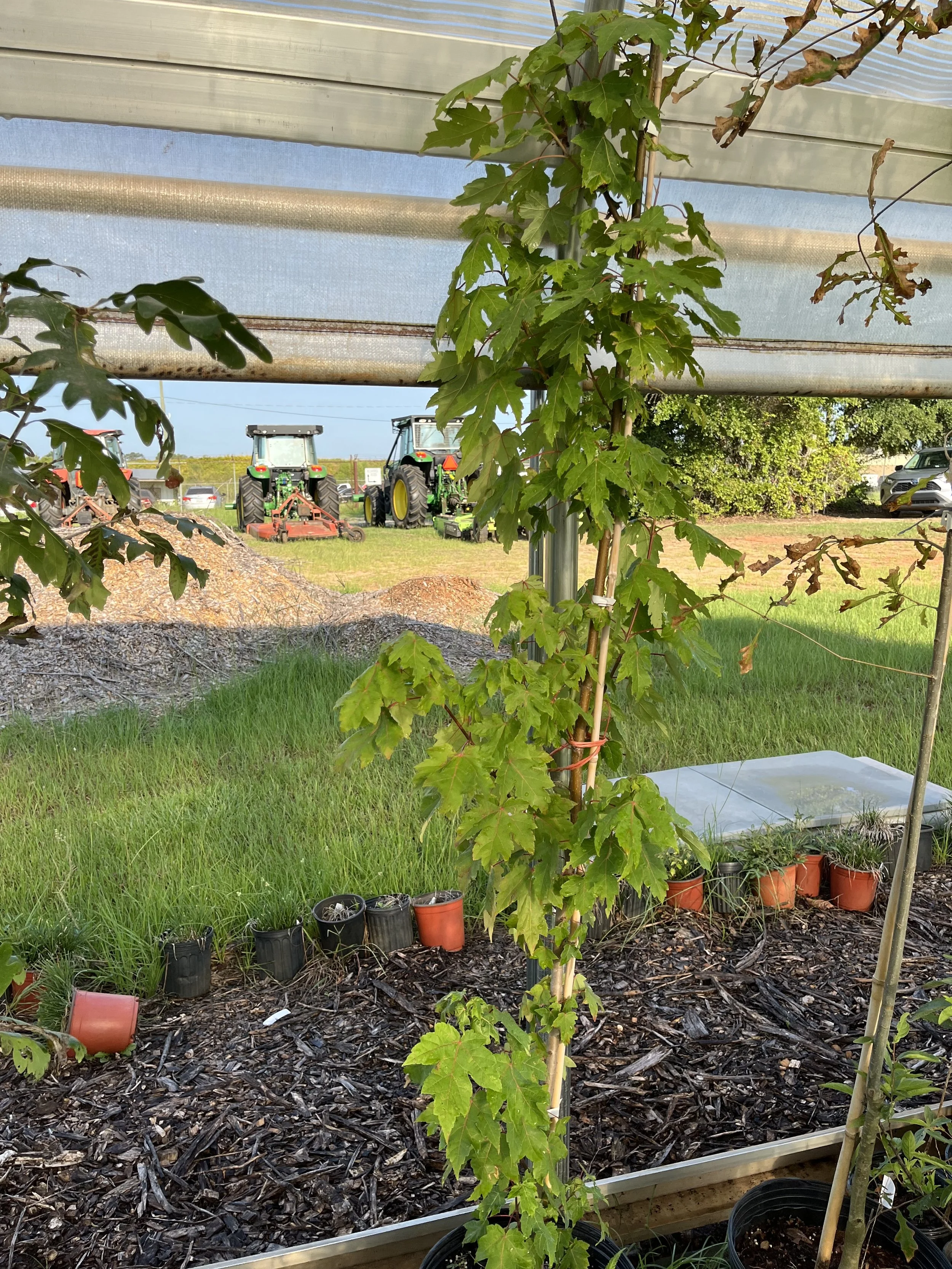 Maple tree, prob. Red Maple