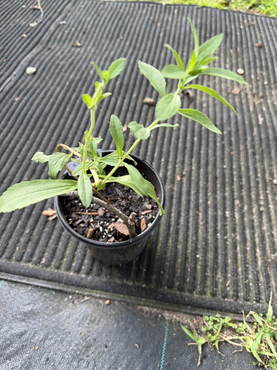Stevia.jpeg