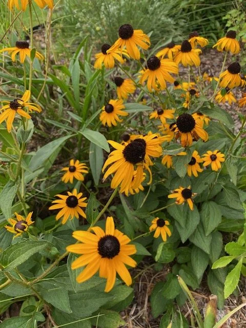 Black-eyed Susan, Rudbeckia fulgida.JPG
