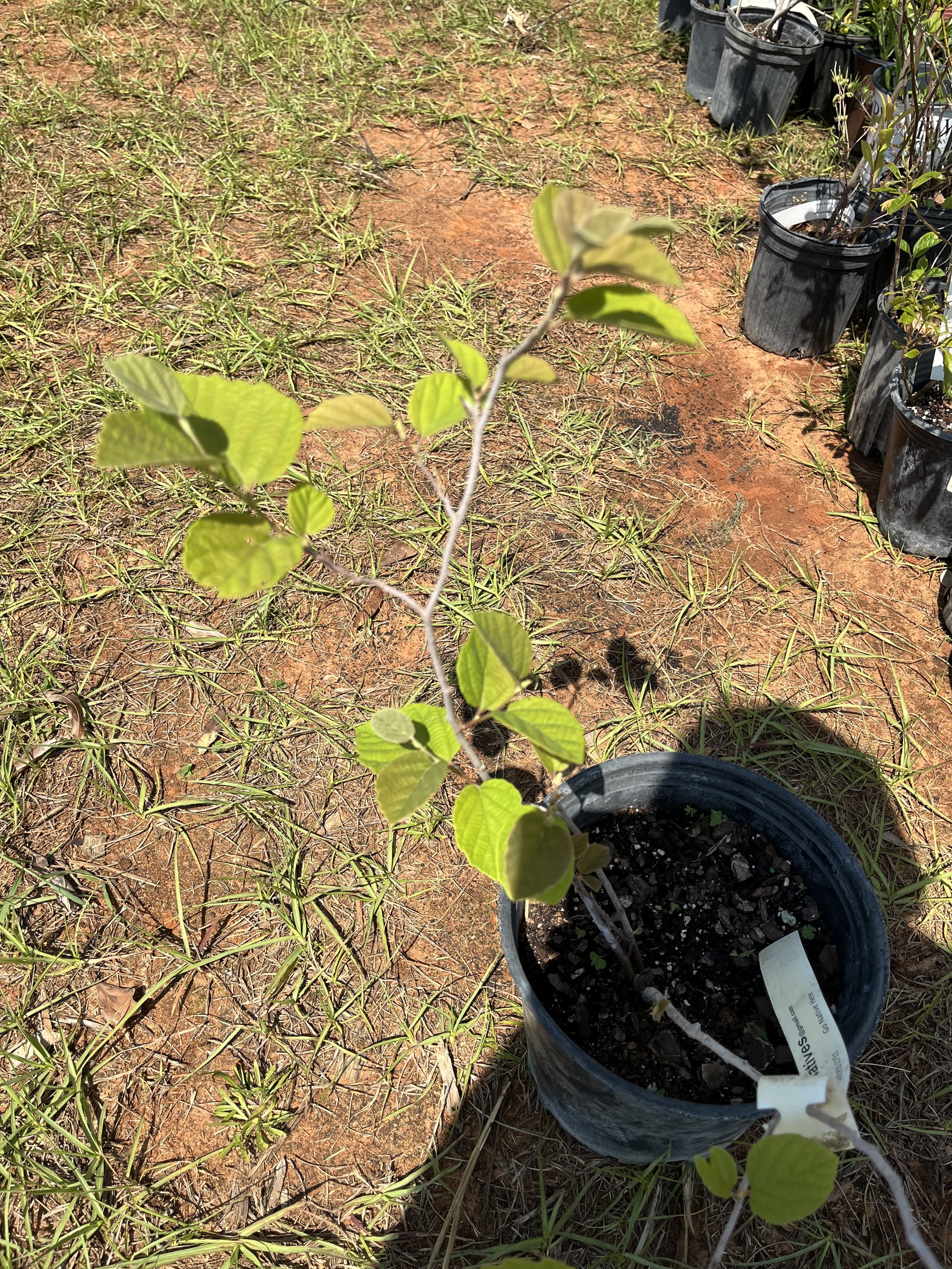 American witchhazel.jpeg