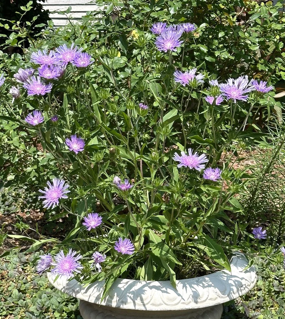 Stokes Aster-cropped.jpeg