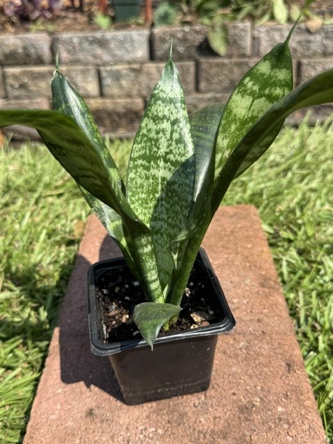 Snake plant, mother-in-law’s tongue