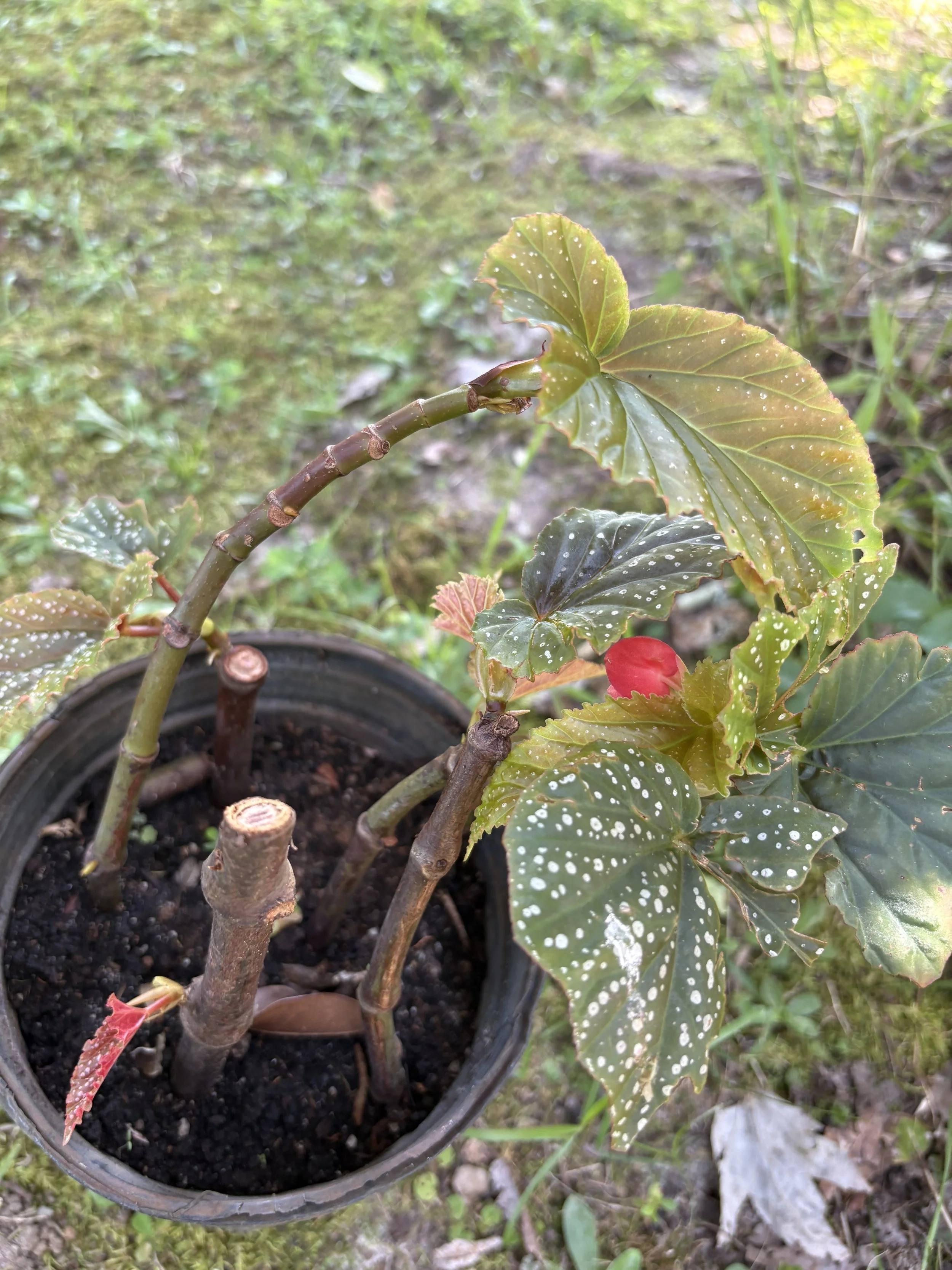 Polka dot begonia (3).jpeg