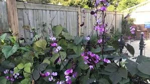 hyacinth bean.jpg