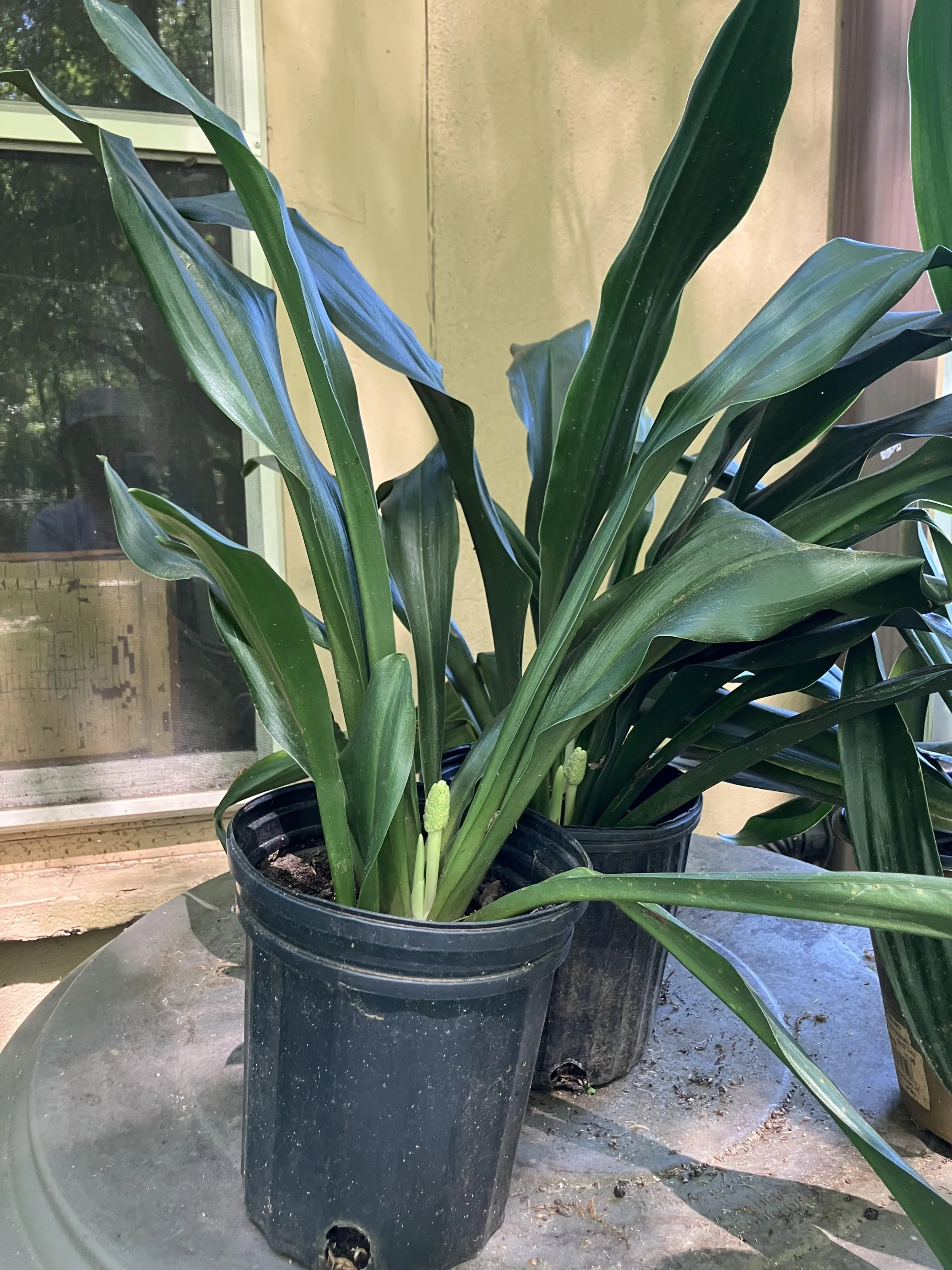 Lily of China, Sacred Lily