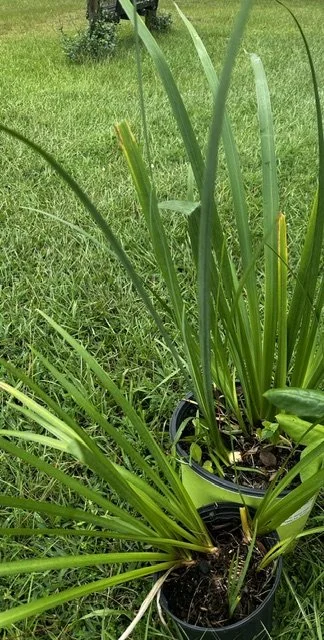 Yellow flag iris.jpeg
