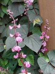 hyacinth bean 2.jpg